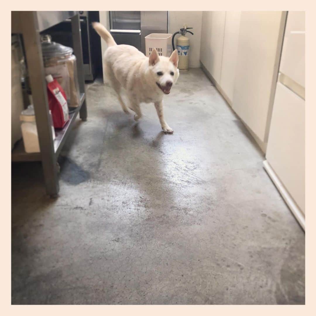 パンといっぴきのインスタグラム：「#元保護犬 #雑種犬 #crossbreed #mixdog #走る犬」