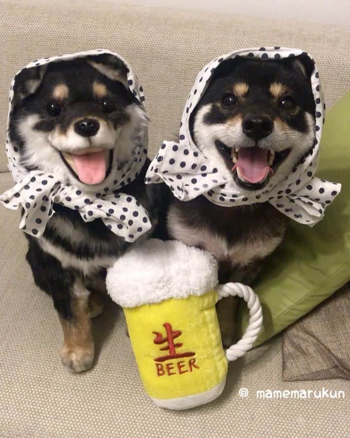 まめ丸のインスタグラム：「* * 【 金曜日の #居酒屋まめ丸 🐶🍺】 * 今週もおつかれさまー🐶💓 ビール🍺をこぼす店長さん（右） * 【Taverna“MAMEMARU”🐶🍺】 TGIF🐶🍺💓 * #てへ　🐶👅 #まめ丸双子店長 * #柴犬#豆柴#柴#黒柴#黒豆柴#犬#ふわもこ部#まめ丸双子疑惑#shiba#shibainu#shibastagram#shibadog#shibapuppy#puppy#instadog#dogstagram#dog#instashiba#petstagram#pet#cute#cutedog#강아지#멍스타그램#weeklyfluff#dailyfluff#まめスマイル」