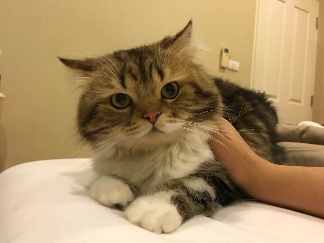 Haruのインスタグラム：「I 💜 you.」