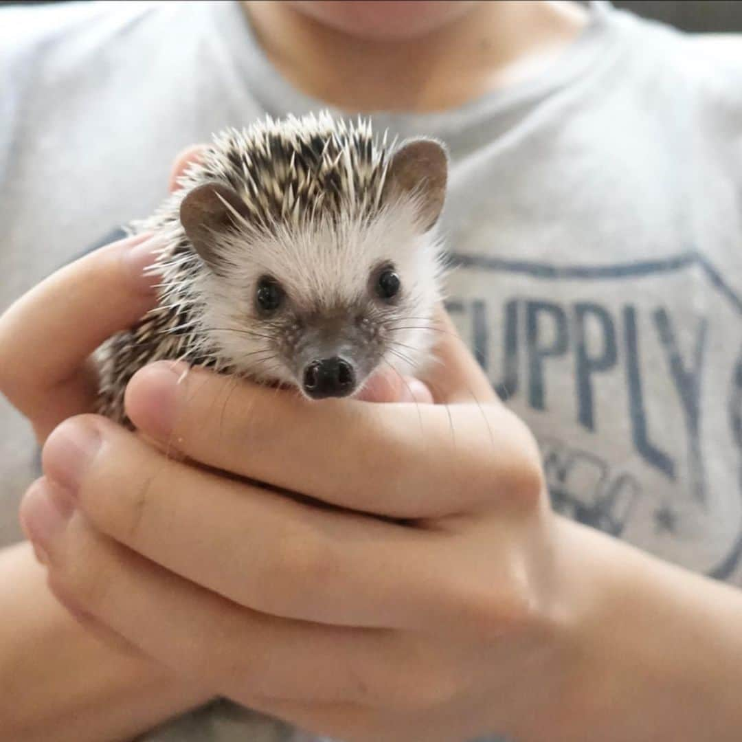 ラド&ティンクさんのインスタグラム写真 - (ラド&ティンクInstagram)「* The habit of eating food on the owner's hands😊 * model ： Liam * * お兄ちゃんの手の中でご飯。 リアムもお兄ちゃんも嬉しそう❤️ * * そして、カメラ目線が上手すぎる❤️❤️❤️ * * もうすぐ2ヶ月。 * * #リアム #はりねずみのリアム  #はりねずみ #ハリネズミ #針鼠 #ヨツユビハリネズミ #ヘッジホッグ  #ペット #ふわもこ部 #モフモフ #hedgehog #pygmyhedgehog #lovelypet #cuteanimals #hedgehogfamily #hedgie #Hérisson #igel#riccio #Erizo #고슴도치 #刺猬 #pecotv」6月26日 22時27分 - rado_pompon