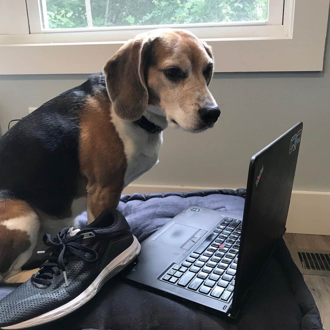 MizunoRunningさんのインスタグラム写真 - (MizunoRunningInstagram)「For many, the work commute has become setting up at the kitchen table...but, it has also meant that EVERY DAY is #TakeYourDogToWorkDay — not just today. How helpful have your furry friends been while you #workfromhome? • 🐶 (in order of appearance) : Tito, Tessa, Waldo, Griffin Porter, Rizzo, & Lucy」6月26日 22時28分 - mizunorunningusa