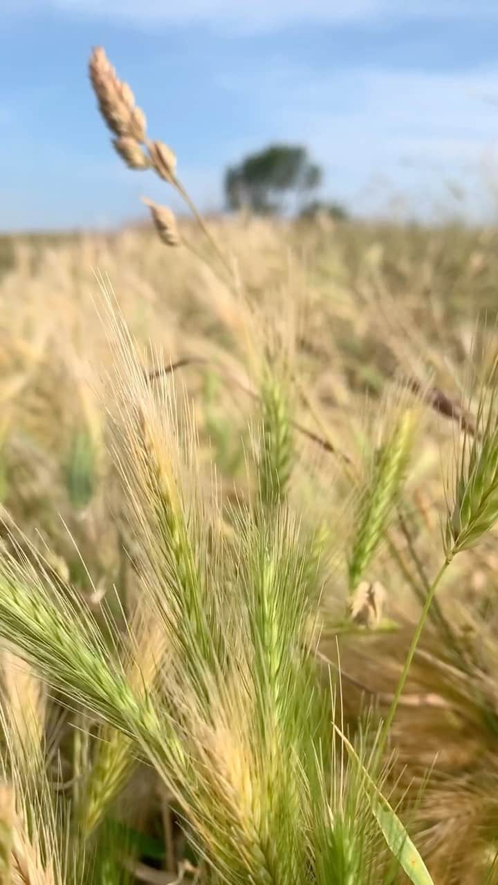 Tea and sittingのインスタグラム：「( sound on ) This morning I wanted to walk and listen... #synesthesia #synaesthesia #sensoryplay #sensorycollecting #consciouscreativity」