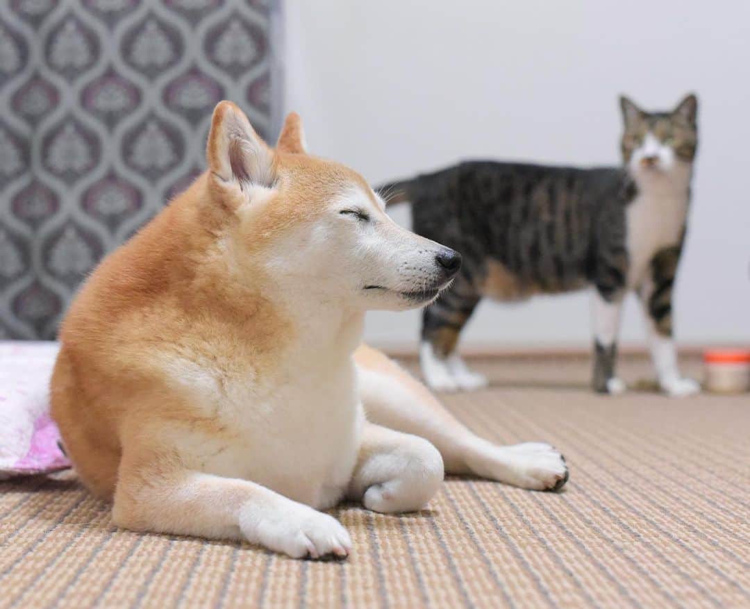 meekooのインスタグラム
