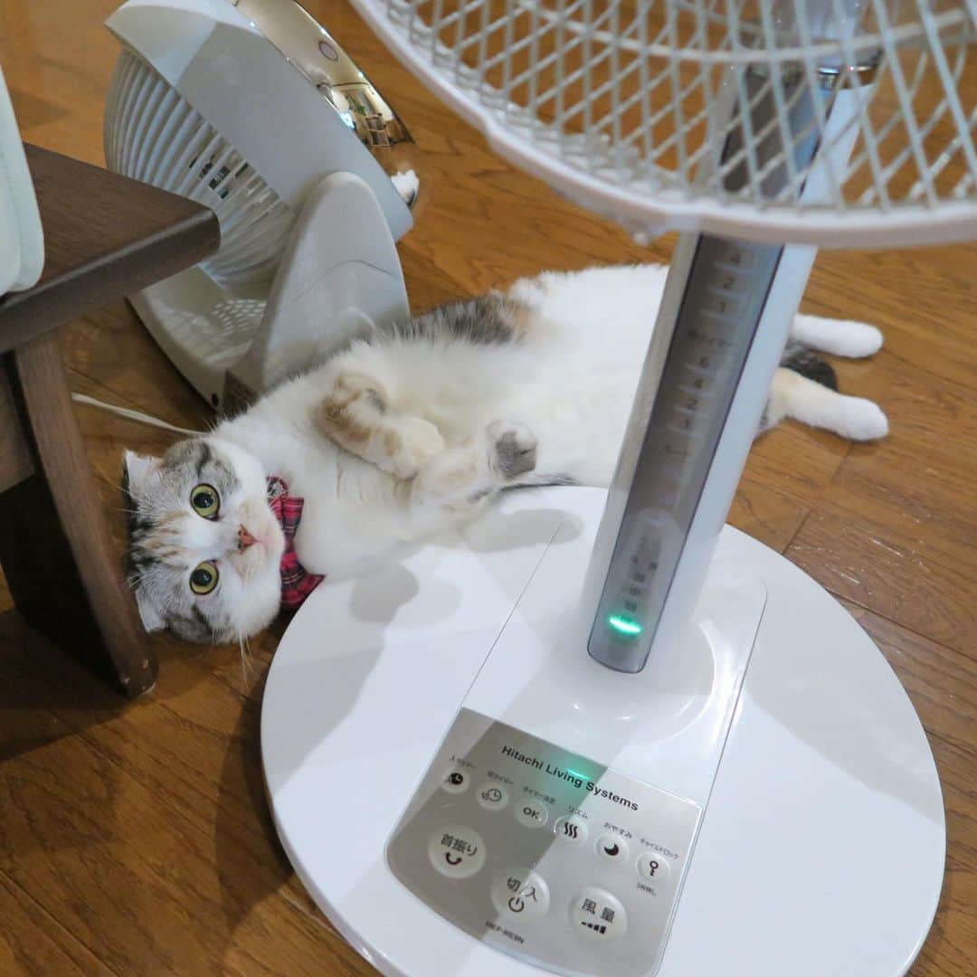 takegaeruのインスタグラム：「転がるよね〜😽 おやすみにゃさい♬  #cat #scottishfold #猫 #スコティッシュフォールド #三毛スコ友の会 #goodnight」