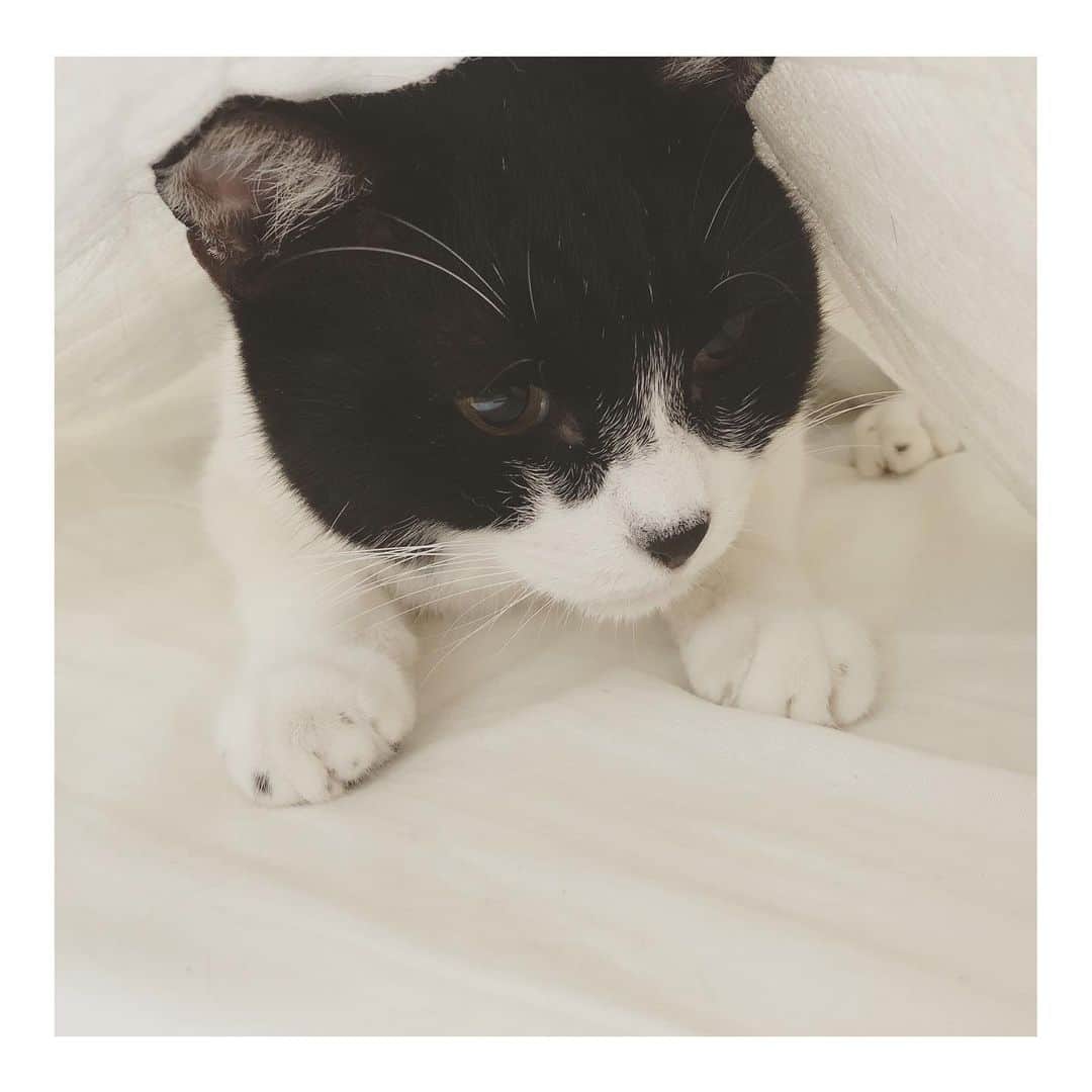 こむぎのインスタグラム：「* 岐阜多頭崩壊現場のねこたち 文章長くなってごめんなさい💦 今日の報告の最後にちょっと悲しい＆ご注意いただきたいことがあったので読んでいただけると助かります🙇🏻🙇🏻🙇🏻 ・ 今日の午前中はくじらくんとぶどうくんを連れて病院へ🤗 くじらくん術後経過は良好でステロイドの量を減らすことになりました🙆‍♀️ あと1週間投薬してそのあとはお薬なしで経過観察です👍🏻 トライアルのタイミングはこれから様子をみつつ決めていきます🤗 1枚目の写真の米津玄師似のぶどうくん、最近サプリが効いてきたのかお口周りが汚れなくなってきたので、お口の中の様子を見てもらってきました。赤みはあるけれどとりあえずはカリカリもモリモリ食べれているしこのまま様子見で🤗 ぶどうくんは投薬なしです😊 お薬はどうしても長期的に使用すると副作用が心配なので、どの子もサプリで状態が保てるといいな〜🙏🏻✨✨ ・ 病院から帰ってきたらすぐに妃ちゃん殿くん(旧ササミとタン塩)のお家へ🤗 その後の様子を見に会いにいってきましたー♡ だいぶお家にも慣れて広いリビングを猛ダッシュしてました🤣 楽しそうで何よりです🤣 ・ そのあとは崩壊現場へ！ 2枚目は抜歯手術を控えているちゃちゃちゃん。 3枚目は手前がくまおくん。その後は何とあの怖がりなかもめくん！！😳台所へ来てみんながオモチャで遊んでいる様子を見てました😂 動画はIGTVに載せています♪プロフィール画面の真ん中のテレビマークのアイコンから見られます🙆‍♀️ 4枚目はおじさんポーズで毛繕い中のくろくん😆✨ ・ それと5枚目の写真は先日ストーリーにもアップしたものですが、まいさん( @maihimemoco )から受け取った支援金です。 まいさんが投稿にも載せていましたが、ザビエル首輪というグッズを販売して猫の保護費やこうした岐阜の多頭崩壊現場などへ寄付してくれています。 チャリティーウェブショップにご協力くださった皆様本当にありがとうございました😭😭 ・ ただ今日ひとつビックリしたことが💦 そのザビエル首輪の似せたものを勝手に作って某ハンドメイド販売アプリで販売している方がいるようです🤔 その方のインスタを見ると売上は全額保護団体へ寄付すると書いてあったため、まいさんのフォロワーさんがその寄付先がどこか問い合わせたそうなのですが、それに対して答えてくれないということがあったようです💦 ただ寄付先を聞いただけなのに答えない上に、なぜか威圧的で最終的にアカウントブロックもされてしまいました😂(この方だけでなく他の人も問い合わせしたらブロックされてました😂) そのコメントのやりとりは今は消されてしまっておりましたが、こちらのスクショには残ってます…😂😂 きちんとどこかの団体へ寄付しているのであれば、ただ寄付先を返信すればいいだけなのに💦ちょっと対応怖いです…😂 猫たちのためにとまいさんが作り始めたザビエル首輪を、勝手に作って詐欺行為と疑われるような感じで販売されていることが悲しい…😢 ザビエル首輪はオリジナルであるまいさんのもの、それと私が作っているこむぎねこプロデュースのものが正規品になります🙇🏻 ザビエル首輪として販売している模造品は本当に売上が猫の保護活動に使われているかどうかわからないのでご注意ください🙇🏻🙇🏻🙇🏻 ・ 岐阜多頭崩壊現場は昨年の秋からレスキューに入りました。 主に私と岐阜のベテランボラの青井さん( @asano.aoi )と最初に相談を受けたcafe梅田家さんとで掃除やお世話をしています。 現場のお掃除やお世話だけでなく、里親さん預かりさんの募集とやりとり、搬送、アフターフォロー、治療の必要な子たちの通院とケアをただの個人ボランティアである青井さんと私のほぼ2人でやっています😂 当初40匹近くいた猫たちは現在現場には残り8匹となりました。 預かりさんのもとにいる子たちを含めると里親募集中の子は残り23匹います。 少しずつではありますがインスタで応援してくださっている皆さんのおかげで幸せを順に掴んでいっています😭✨ 私はAmazonのほしいものリストの作成、受け取り、搬入を、青井さんは支援金の取りまとめをしてくれています。 それぞれ定期的に報告も載せさせていただいています🙇🏻 どうしても月に1回とかそれくらいの頻度になってしまいますが、寝る時間も自分の自由な時間も削って猫たちのために動き回っているためどうか頻度はご容赦ください〜🙇🏻🙇🏻🙇🏻 ・ 私のストーリーのハイライトにも今までの崩壊現場のことを載せています😊 里親募集中の子たちの詳細は @comugineko をご覧ください🤗 引き続き応援いただけると嬉しいです😭 どうぞよろしくお願いしますー🙇🏻🙇🏻 #岐阜多頭崩壊レスキュー」