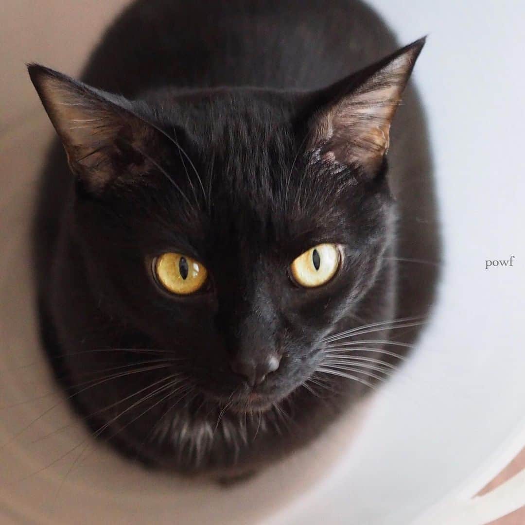 anemone_69さんのインスタグラム写真 - (anemone_69Instagram)「. #ハカセとキョウジュ #blackcat #黒猫 #cat #猫 #保護猫 . . .」6月26日 23時11分 - powf