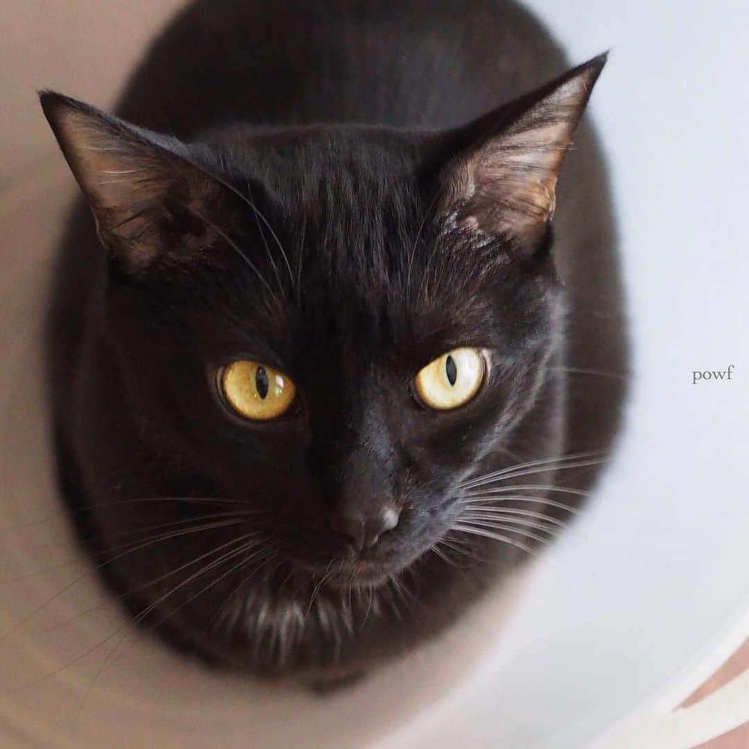 anemone_69のインスタグラム：「. #ハカセとキョウジュ #blackcat #黒猫 #cat #猫 #保護猫 . . .」