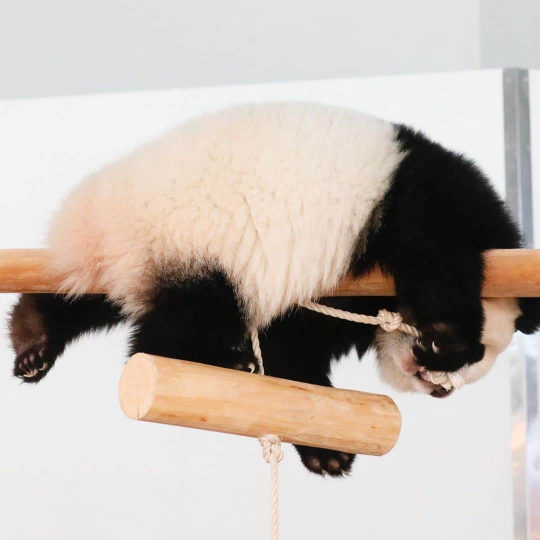 パンダ（白浜）さんのインスタグラム写真 - (パンダ（白浜）Instagram)「#結浜 branch sequense 😊 🐼😊🐼 #ADVENTUREWORLDPANDAS #baby #HELLOLITTLE #pandamental #hellopanda #ハローリトル #ハローパンダ #パンダグラビア #パンダ　and #panda #pandababy 🐼🐼🐼」6月26日 23時51分 - hellopanda_book