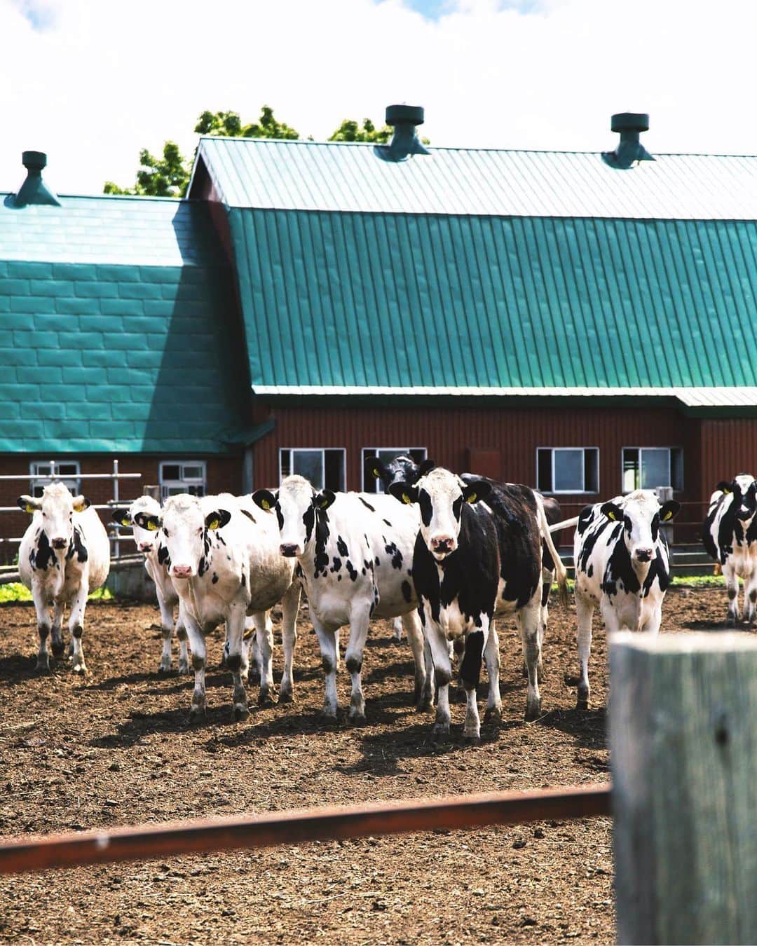MARISのインスタグラム：「Cows 🐄  Thank you for giving people milk🥛💗 ・ I love nature so much💜 ・Thank you for so much power☀️☀️☀️☀️ ・ 動物も植物もとーっても生き生きしてる🌎 牛乳もミルクティーも大好きだからいっぱいありがとう💗💗💗 みんな元気いっぱい💗🐮 私は海外ではよく自然に触れてたけど、 今は東京に住んでるからたまに都会をでると空気が気持ち良くてすっごい空気もお水も綺麗でものすごいパワーをもらう🦋✨ もっともっと色んな場所に行きたいな🦋  #naturelover #nature #peaceful #beautifulair #earth #milk #自然　#地球」