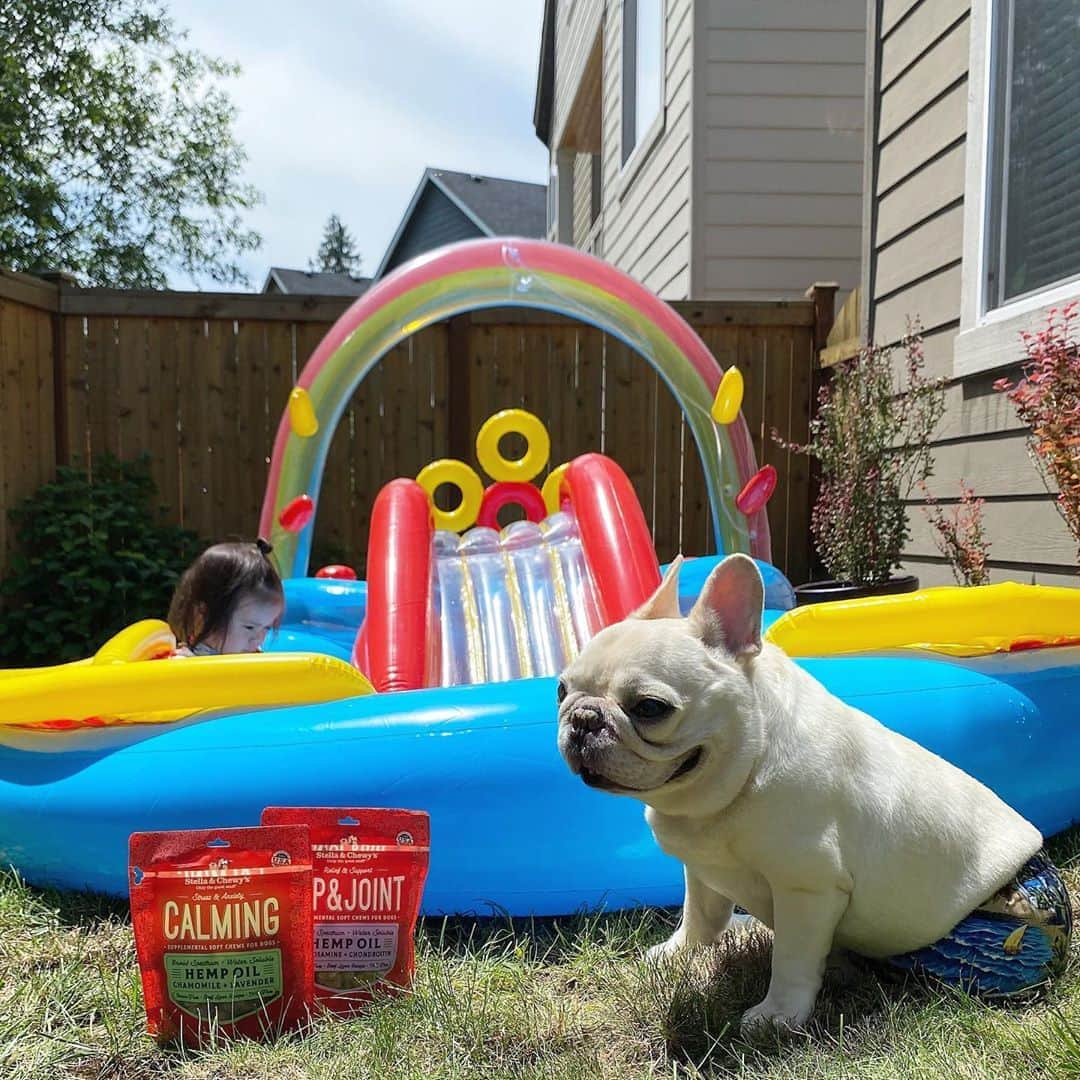 Sir Charles Barkleyさんのインスタグラム写真 - (Sir Charles BarkleyInstagram)「Swim trunks ✔️ Poolside snacks ✔️ Just waiting for mommy with the puptini’s 🍸 #summer 😎 @stellaandchewys #ad」6月26日 23時44分 - barkleysircharles