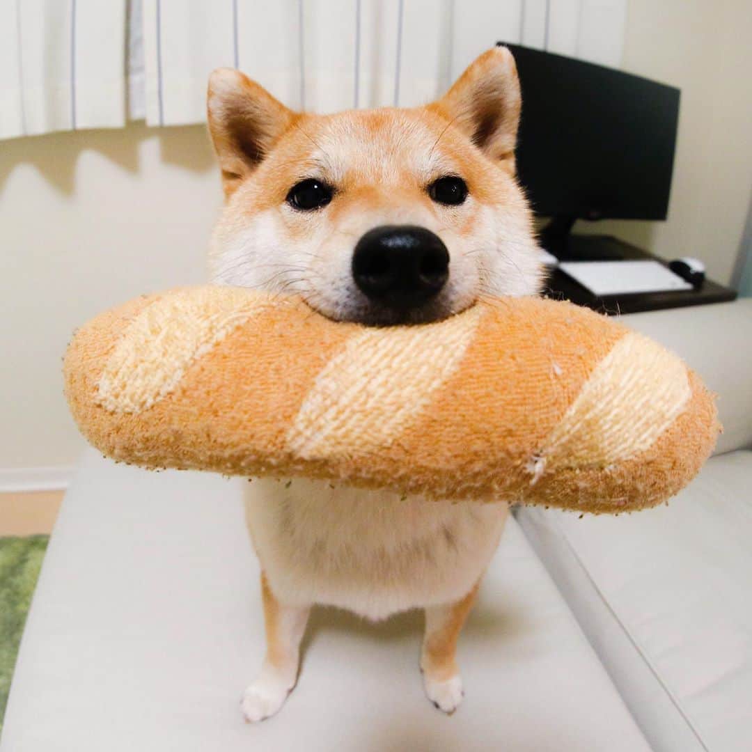 だいふくのインスタグラム：「今週もおつパンでした🐶🥖 TGIF😆 Have a wonderful weekend🐶😉 #パンパパン #小麦香る犬 #bread」