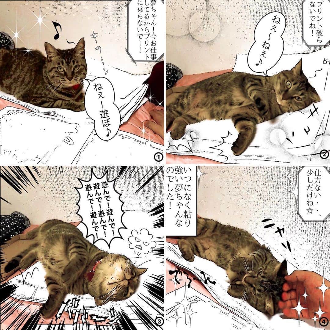 菊地優志さんのインスタグラム写真 - (菊地優志Instagram)「‪遅くなりました。6/26(金)87回目《100回まであと13!》‬ ‪我が家の猫''夢ちゃん''の4コマ風漫画‬ ‪『夢ちゃんの 1K 8畳 3人暮らし』‬ ‪です=(^.^)= ‬ ‪今回は、遊ぼうの回です☆‬ ‪お願いします♪ ♪ ‬ ‪この4コマ風漫画は、1K8畳に3人暮らしをしてる夢ちゃんの日常を4コマ風漫画でお届けしていきます(=^ェ^=)‬」6月27日 0時13分 - kikuchimasashi