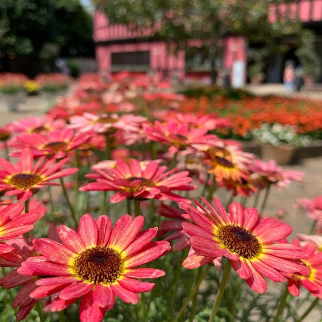 あなたのLOVE CHIBA教えてキャンペーンのグルメインスタ