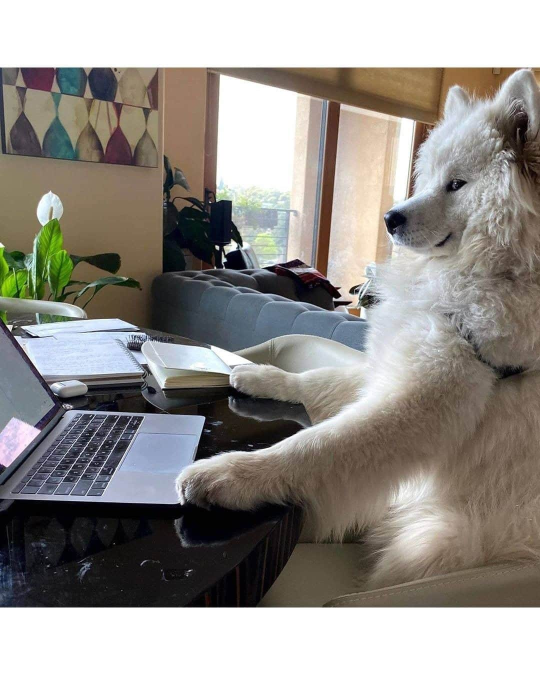 8crapさんのインスタグラム写真 - (8crapInstagram)「Every day should be Take Your Dog to Work Day! 💛 Thank you for the submissions, we love it! Here’s a few of our favorites, enjoy! - #BarkedDogAtWork 📷 @calvin.andco @peteythegoodboy @dash_and_furrious @tessamygolden @taro.the.sammie @darrelthedoge @meetingmomo @pecan.the.puppy.pie - #barked #dog #doggo #puppy #pupper #GoldenRetriever #Corgi #Samoyed #PitBullMix #JindoMix #CorgiTerrierMix」6月27日 10時30分 - barked