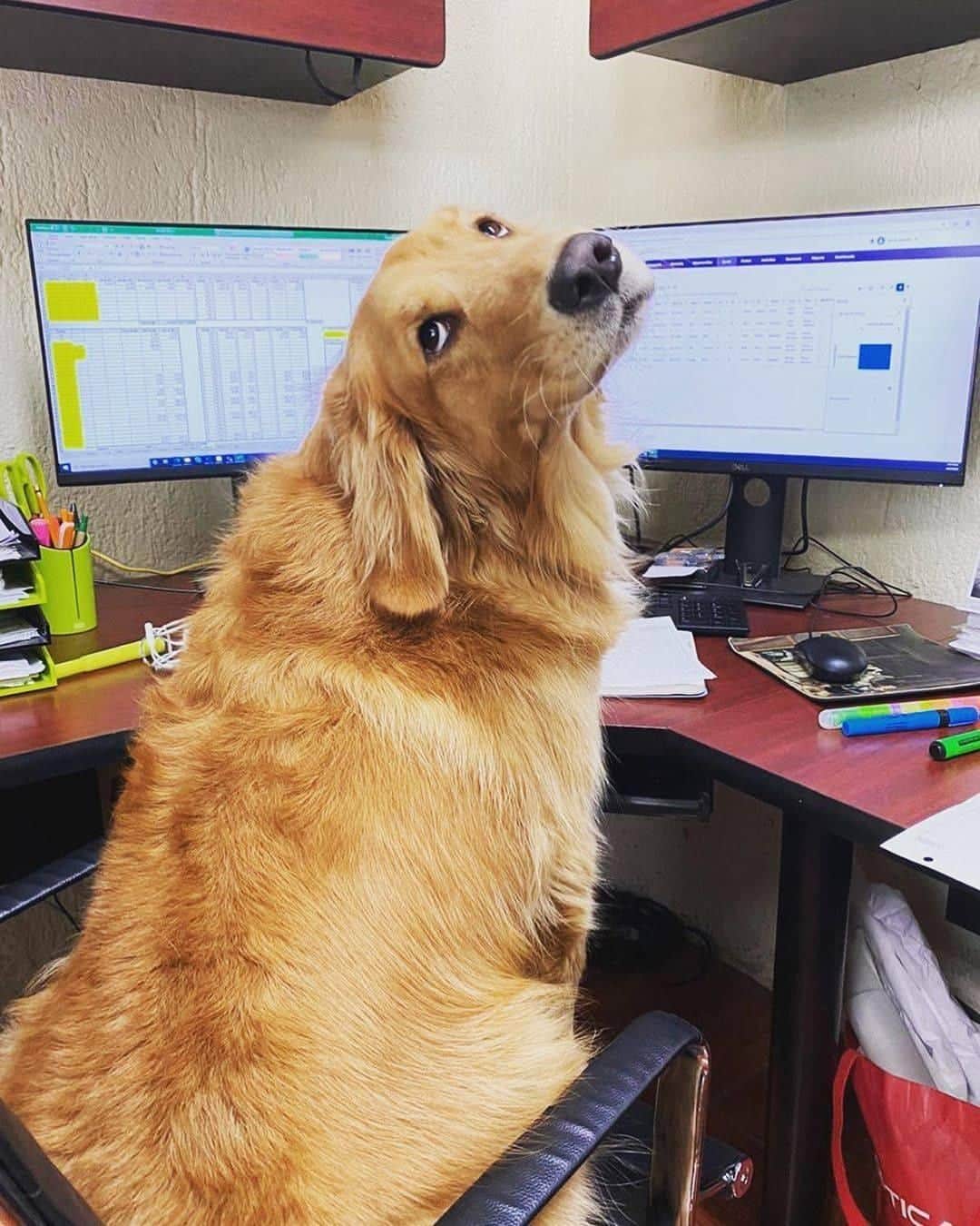 8crapさんのインスタグラム写真 - (8crapInstagram)「Every day should be Take Your Dog to Work Day! 💛 Thank you for the submissions, we love it! Here’s a few of our favorites, enjoy! - #BarkedDogAtWork 📷 @calvin.andco @peteythegoodboy @dash_and_furrious @tessamygolden @taro.the.sammie @darrelthedoge @meetingmomo @pecan.the.puppy.pie - #barked #dog #doggo #puppy #pupper #GoldenRetriever #Corgi #Samoyed #PitBullMix #JindoMix #CorgiTerrierMix」6月27日 10時30分 - barked