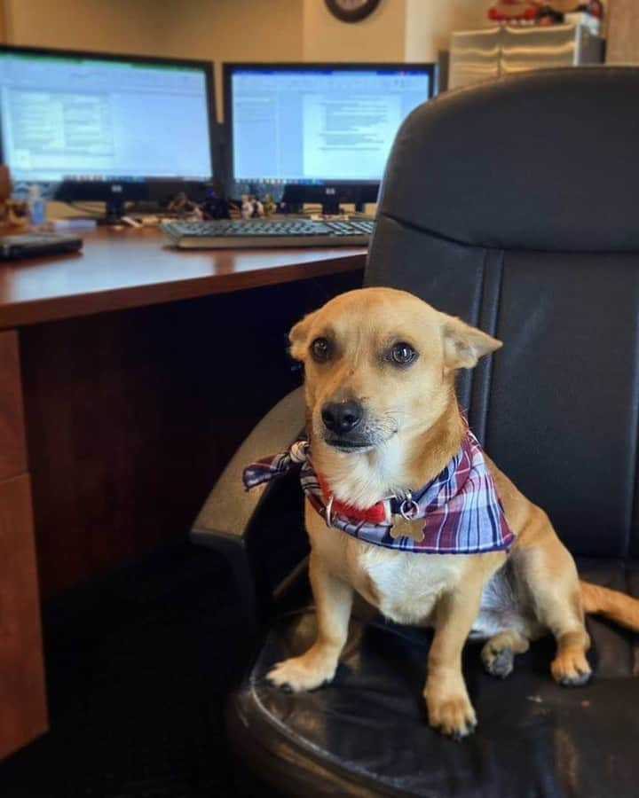 8crapさんのインスタグラム写真 - (8crapInstagram)「Every day should be Take Your Dog to Work Day! 💛 Thank you for the submissions, we love it! Here’s a few of our favorites, enjoy! - #BarkedDogAtWork 📷 @calvin.andco @peteythegoodboy @dash_and_furrious @tessamygolden @taro.the.sammie @darrelthedoge @meetingmomo @pecan.the.puppy.pie - #barked #dog #doggo #puppy #pupper #GoldenRetriever #Corgi #Samoyed #PitBullMix #JindoMix #CorgiTerrierMix」6月27日 10時30分 - barked