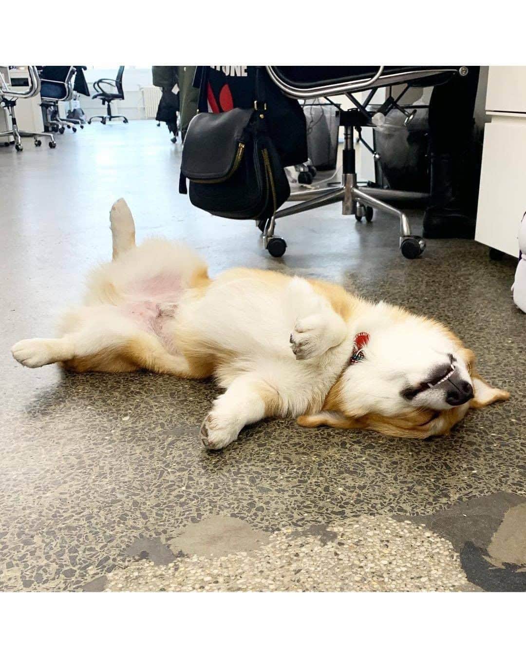 8crapさんのインスタグラム写真 - (8crapInstagram)「Every day should be Take Your Dog to Work Day! 💛 Thank you for the submissions, we love it! Here’s a few of our favorites, enjoy! - #BarkedDogAtWork 📷 @calvin.andco @peteythegoodboy @dash_and_furrious @tessamygolden @taro.the.sammie @darrelthedoge @meetingmomo @pecan.the.puppy.pie - #barked #dog #doggo #puppy #pupper #GoldenRetriever #Corgi #Samoyed #PitBullMix #JindoMix #CorgiTerrierMix」6月27日 10時30分 - barked