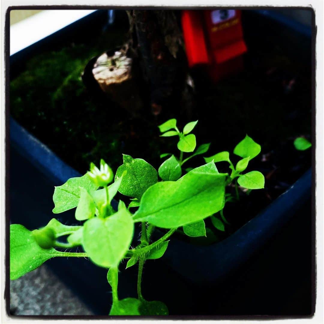 浅岡雄也のグルメインスタ