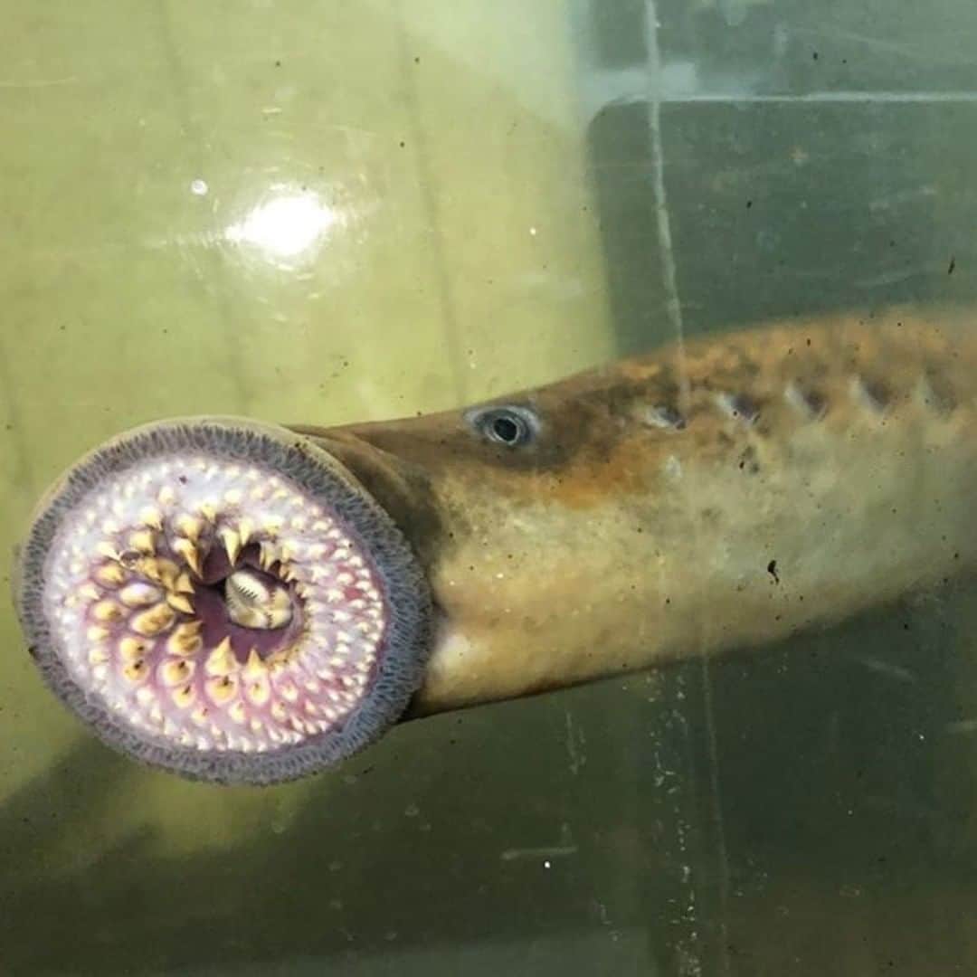 CNNさんのインスタグラム写真 - (CNNInstagram)「The sea lamprey, an eel-like creature colloquially referred to as the "vampire fish," provides benefits that outweigh its bite, according to Vermont Fish & Wildlife. The agency says that, despite their terrifying appearance, nickname, and blood-filled diet, sea lamprey play a crucial role in Vermont’s Connecticut River basin ecosystem and are listed as a Species of Greatest Conservation Need. Sea lamprey are not known for attacking humans and, if spotted, Vermont Fish & Wildlife say they should be left alone. (📸: Vermont Fish & Wildlife)」6月27日 11時00分 - cnn