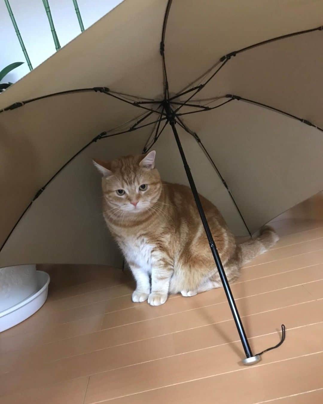 ライオン商事株式会社さんのインスタグラム写真 - (ライオン商事株式会社Instagram)「😽猫のジャガちゃんの写真で、癒されてください…❤️✨ * ジャガちゃん、傘の下で雨宿り中です…(可愛い💕) * 皆さん、梅雨の時期はどう過ごされていますか？？ 梅雨が苦手な方は、多いですよね？ 猫ちゃんも梅雨は、体の温度調整がしにくく、苦手みたいです😿 除湿をこまめにしてあげて、環境を整えてあげるのが良いですね！！ * * さて… #猫ちゃんうちで歯磨きしよう　キャンペーン実施中です！ 10名の方に歯みがきセット1年分※をプレゼント！🎁✨ オンライン歯みがきセミナーも7月下旬開催予定です！ * ⭐🎁⭐応募方法⭐🎁⭐ キャンペーン期間中 6/10～6/30 #猫ちゃんうちで歯磨きしよう をつけて、オーラルケアの写真や動画をinstagramに投稿してください☆ 歯みがきが苦手な子は、歯みがきシートや歯みがきおやつでも応募OK！ ※投稿はライオンペットのアカウントでキャンペーン中やキャンペーン後も紹介させていただく場合があることをご了承ください。 * ⭐キャンペーン参加条件⭐ 当アカウントのフォロワーであること💡 (新規フォロワーさん大歓迎！) 公開アカウントであること 日本在住の方 * <お願い> 当選者の方は使用後の感想や猫ちゃんの様子を#猫ちゃんうちで歯磨きしよう をつけて投稿をお願いします。 * ✨ライオン商事のおすすめのオーラルケア✨ ※『PETKISS　ネコちゃんの歯みがきおやつ 12個』と 『PETKISS　歯みがきシート 12袋』をプレゼント * #lionpet #lionpetcat #lion #ライオンペット #猫 #ねこ #catstagram #ねこのいる暮らし #猫好きさんと繋がりたい #ねこ部 #梅雨 #傘  #にゃんこ#湿気 #ジメジメ #6月 #歯磨き @lion_pet_cat」6月27日 11時10分 - lion_pet_cat