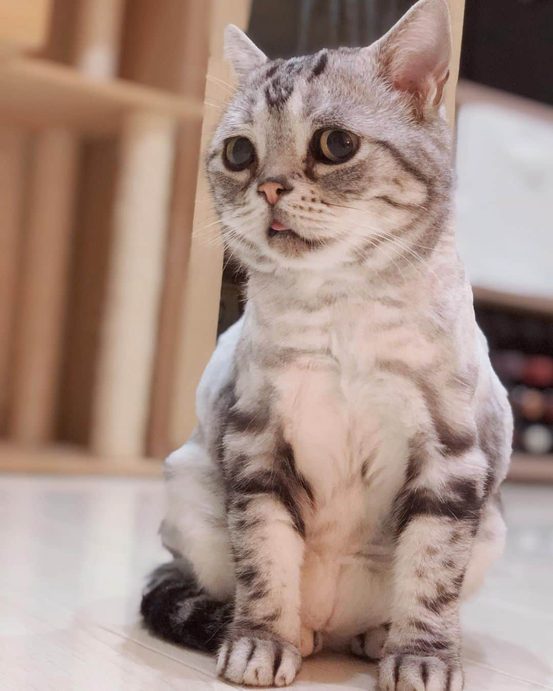 ルフさんのインスタグラム写真 - (ルフInstagram)「#luhu:”brother #bardie has special #meatcans ,i wanna try one mom says no 😒...” - - #cat #cute #sadcat #angel #adorable #lovely #catslife」6月27日 11時10分 - lanlan731