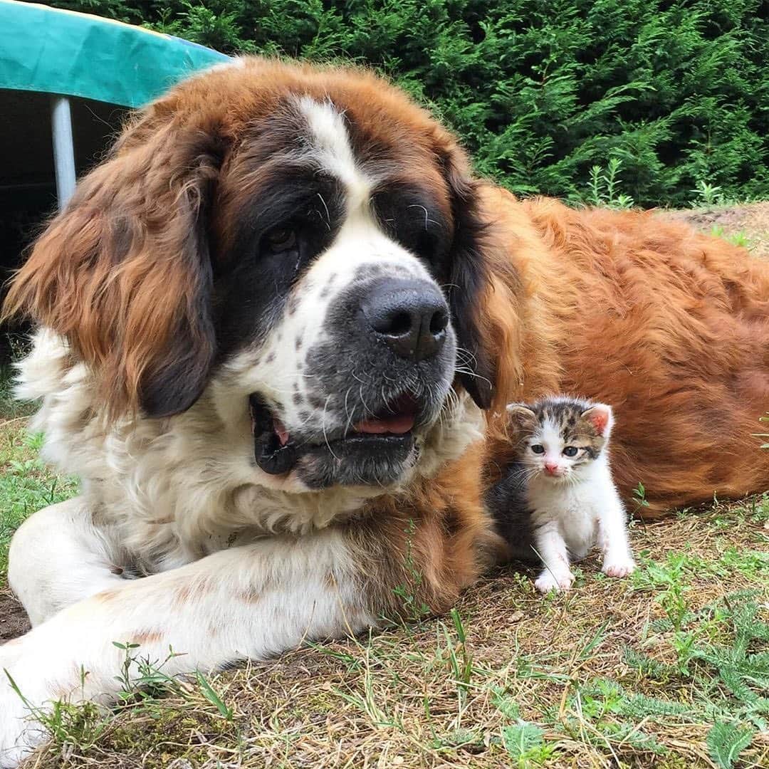 Instagramさんのインスタグラム写真 - (InstagramInstagram)「On today’s #WeeklyFluff, meet the gentle giant Julie (@imatsol). She's a Saint Bernard with a loving, calm and tolerant personality — no matter the playful antics of her more boisterous friends. (She’s babysitting.)⁣ ⁣ 🐶🐐🐕🐈⁣ Video and photo by @imatsol」6月27日 3時09分 - instagram