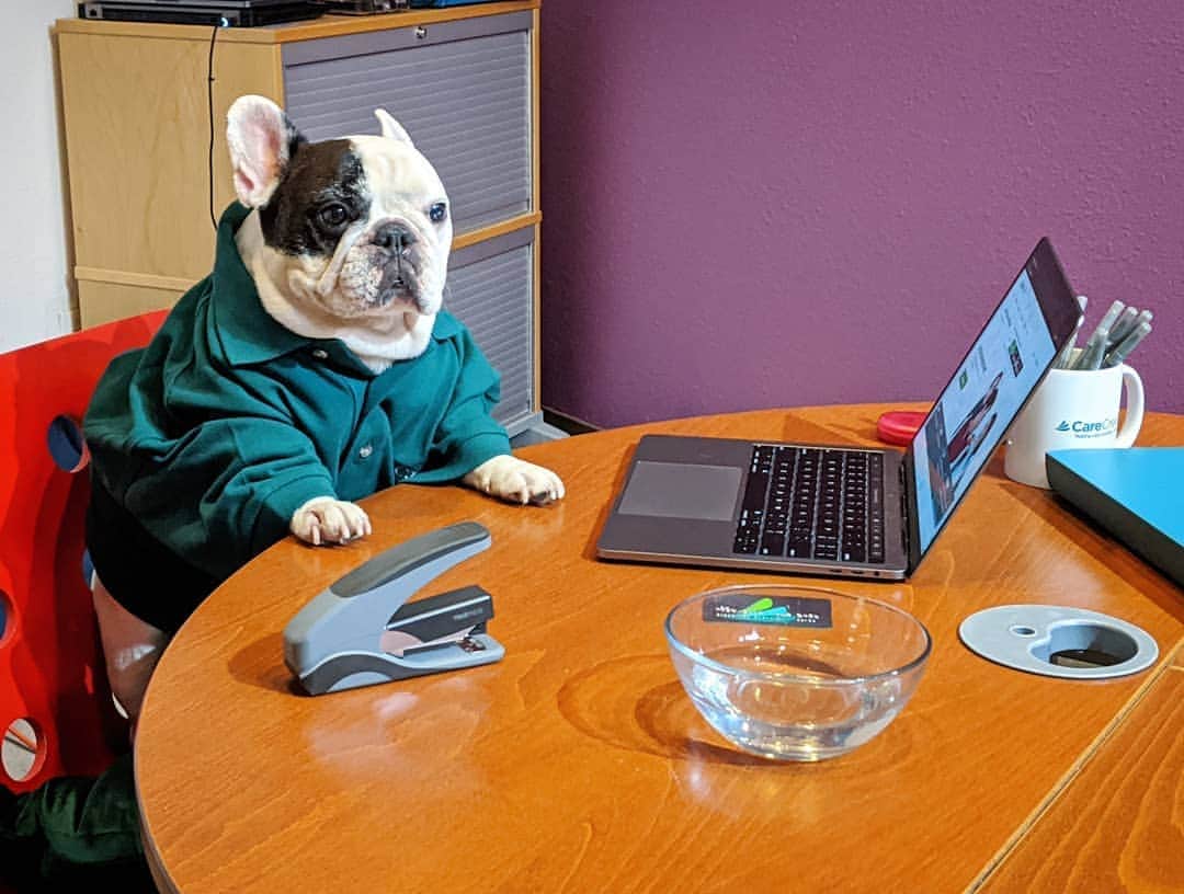 Manny The Frenchieのインスタグラム：「It's #takeyourdogtoworkday! I think I'm nailing it! 😉」