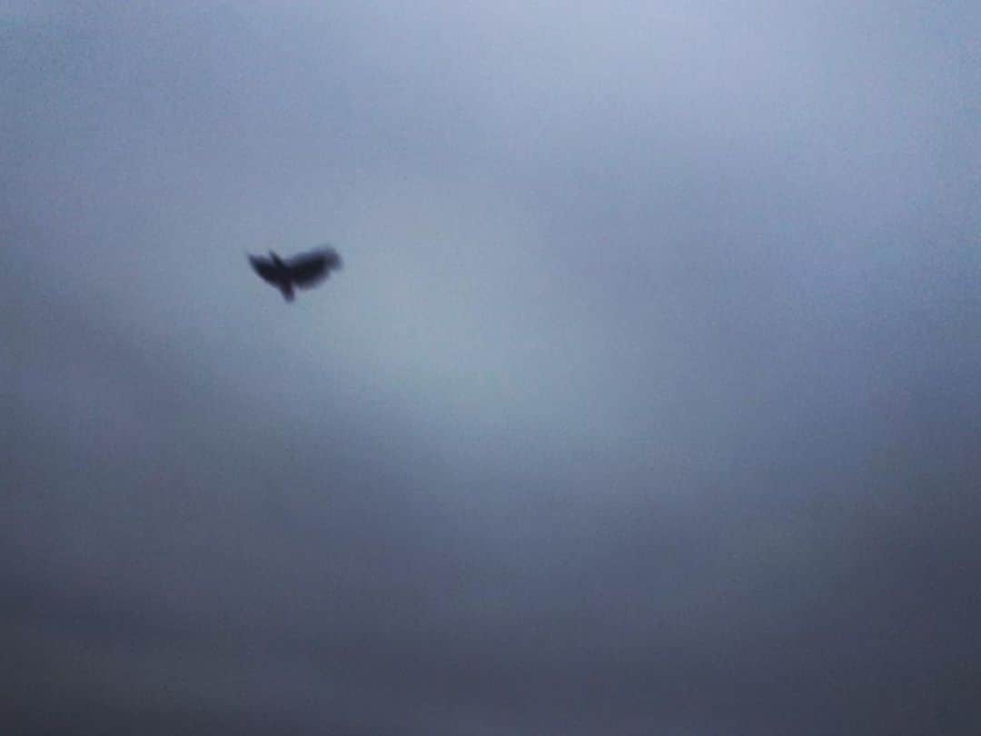 中村靖日さんのインスタグラム写真 - (中村靖日Instagram)「.  おはようございます。  2020年06月27日04時20分、 東京都心。  今朝は めっちゃ至近距離に2羽飛んで来た。  「威嚇」なのか「友好」なのか。  なにを感じるかは、人間の主観です。  その「意味」は、人間の主観です。  ただ、朝はやって来ました。  おはようございます。  #goodmorning #dawn #sunrise #sky #clouds #birdssinging #bird #birds #diary #memory #record #ambient #landscape #balconyview #tokyo #japan #photo #actor #withafterpost」6月27日 4時48分 - yasuhi_nakamura