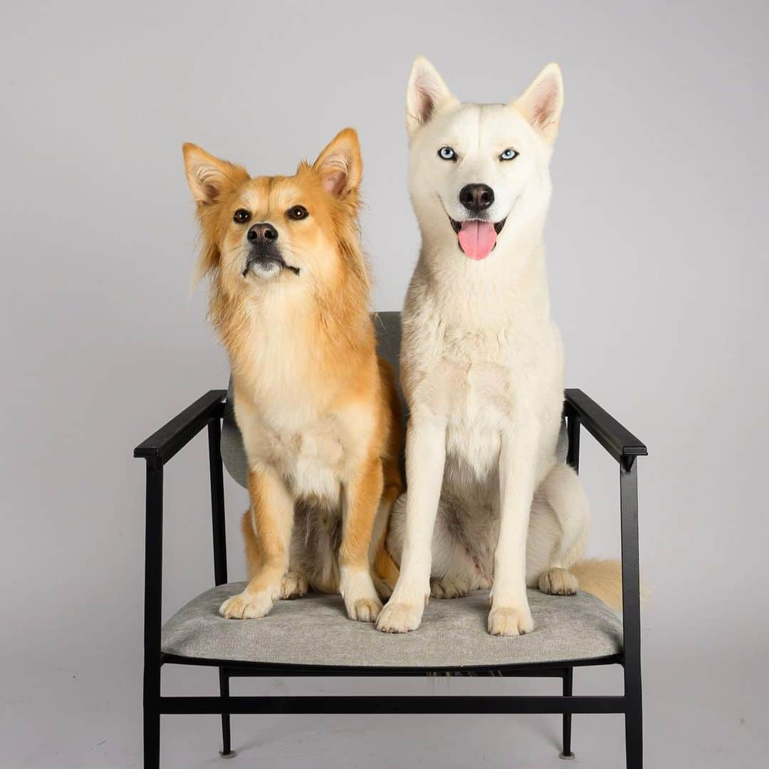 The Dogistさんのインスタグラム写真 - (The DogistInstagram)「We’re officially launching The Dogist STUDIO! We’re back in NYC and are now offering portrait sessions with you and your pup in our brand photo studio in BK. If you’ve always wanted your moment with The Dogist, now you can make it happen. Head to the link in bio for more information, rates, and booking! (We will be following all CDC guidelines to keep everyone safe!)」6月27日 5時06分 - thedogist