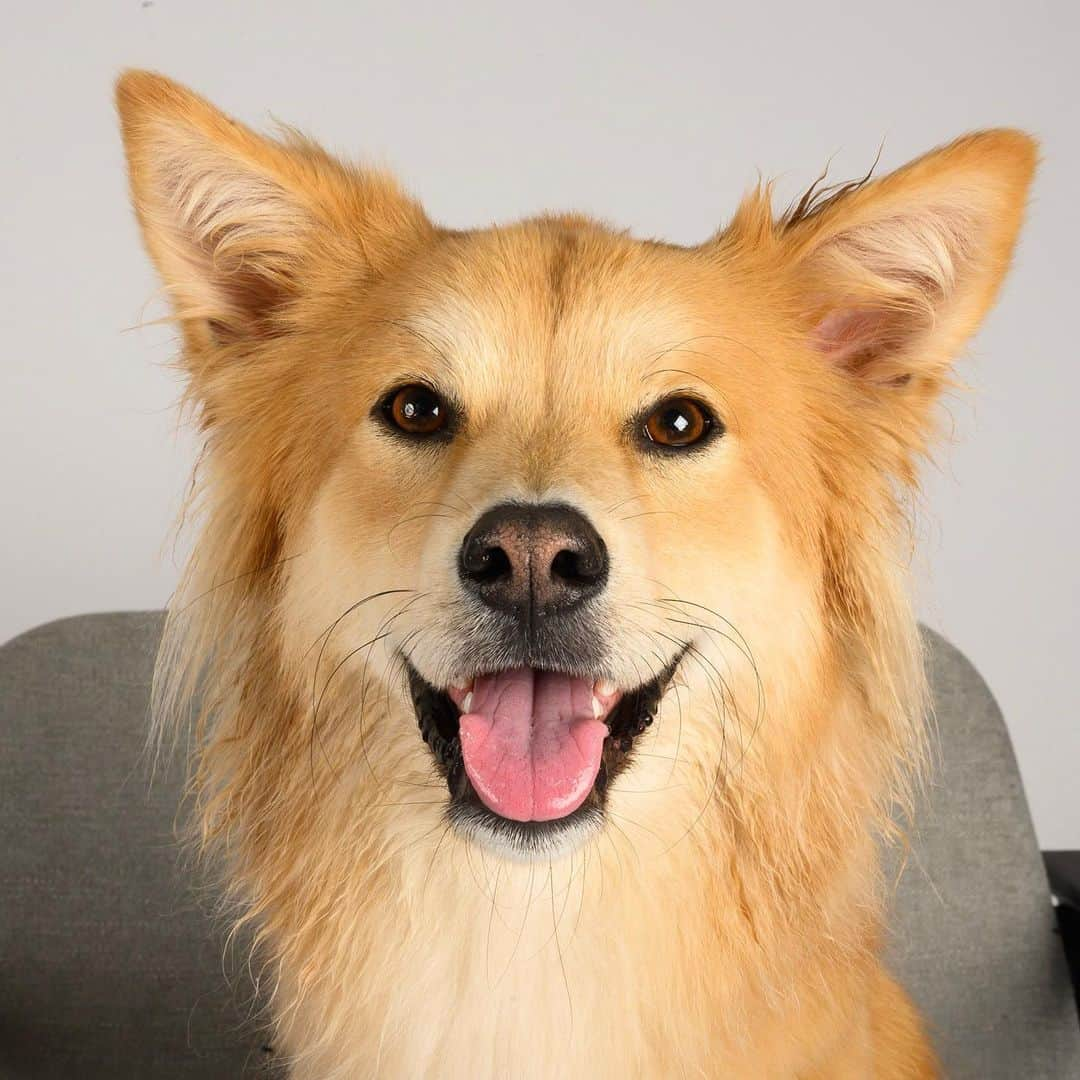 The Dogistさんのインスタグラム写真 - (The DogistInstagram)「We’re officially launching The Dogist STUDIO! We’re back in NYC and are now offering portrait sessions with you and your pup in our brand photo studio in BK. If you’ve always wanted your moment with The Dogist, now you can make it happen. Head to the link in bio for more information, rates, and booking! (We will be following all CDC guidelines to keep everyone safe!)」6月27日 5時06分 - thedogist