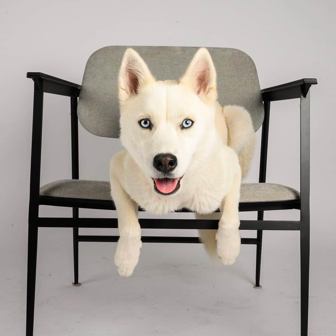 The Dogistさんのインスタグラム写真 - (The DogistInstagram)「We’re officially launching The Dogist STUDIO! We’re back in NYC and are now offering portrait sessions with you and your pup in our brand photo studio in BK. If you’ve always wanted your moment with The Dogist, now you can make it happen. Head to the link in bio for more information, rates, and booking! (We will be following all CDC guidelines to keep everyone safe!)」6月27日 5時06分 - thedogist