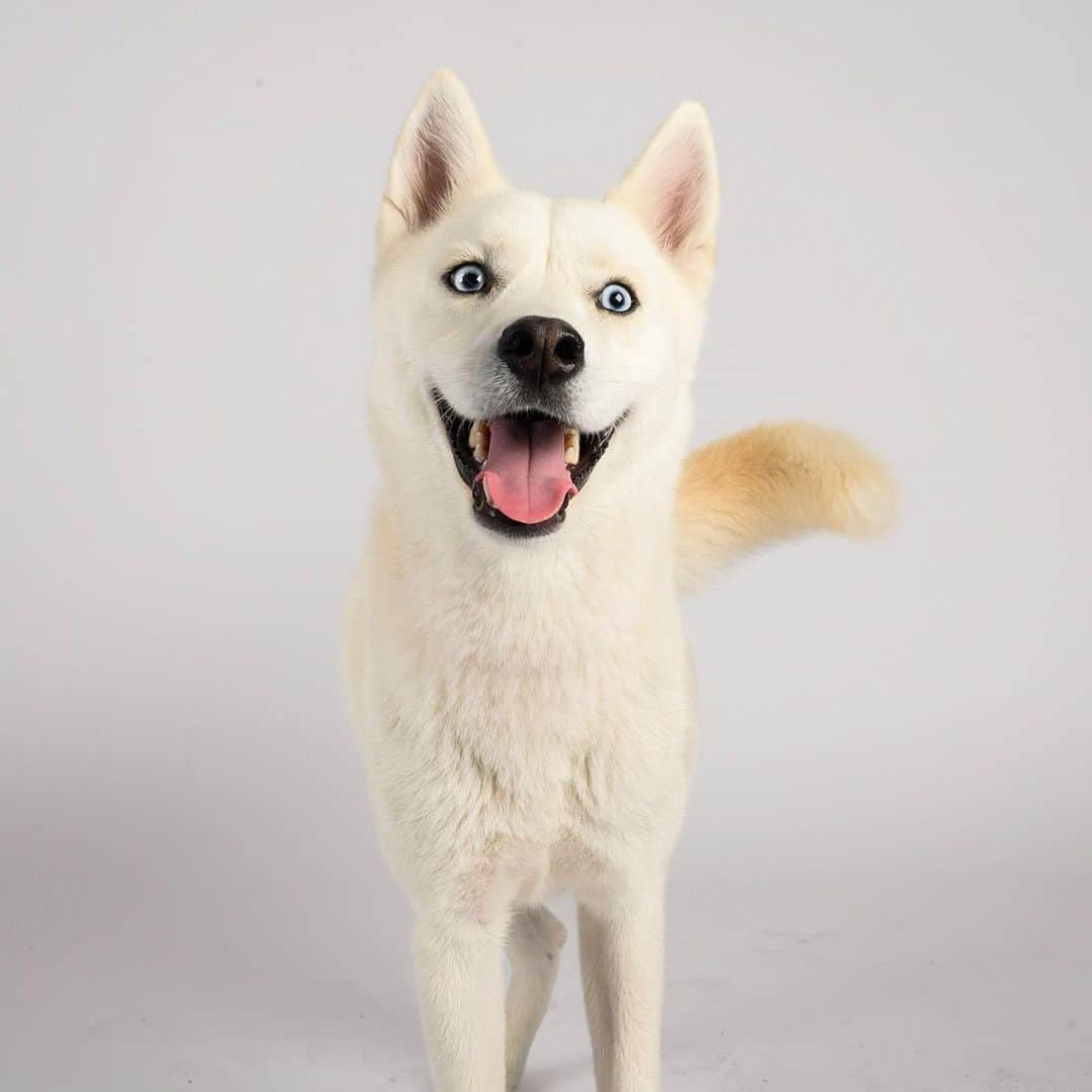 The Dogistさんのインスタグラム写真 - (The DogistInstagram)「We’re officially launching The Dogist STUDIO! We’re back in NYC and are now offering portrait sessions with you and your pup in our brand photo studio in BK. If you’ve always wanted your moment with The Dogist, now you can make it happen. Head to the link in bio for more information, rates, and booking! (We will be following all CDC guidelines to keep everyone safe!)」6月27日 5時06分 - thedogist