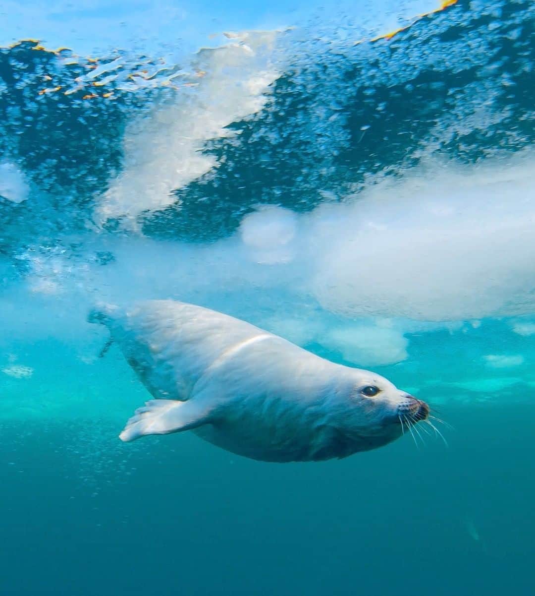 National Geographic Travelさんのインスタグラム写真 - (National Geographic TravelInstagram)「Photo by @bertiegregory | A harp seal pup takes its first swim in the Gulf of St. Lawrence, Quebec, Canada. This species has an extraordinary breeding cycle. Females give birth to pups on moving ice floes. They suckle the pup for just 10 to 14 days. During the last few days of this short period, they encourage the pup into the water to help them learn to swim. After the swimming lessons, they abandon the pup. The females then mate with the males who have been waiting nearby before heading north to their feeding grounds. At two weeks old, the pups are left alone with nothing to eat. They must learn to hunt and survive on their own.  Follow @bertiegregory for more wildlife adventures. #wildlife #harpseal #polar #arctic #seal」6月27日 5時05分 - natgeotravel