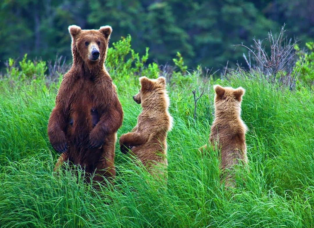 Lonely Planetのインスタグラム：「The Katmai National Park bear cam is back! During late June and July these bears find a spot along Brooks Falls and feast on salmon as they swim upstream to spawn. If you have not watched these brown bears in action you are missing out. Tap the link in our bio to see how to watch the natural world as it unfolds in real time.」