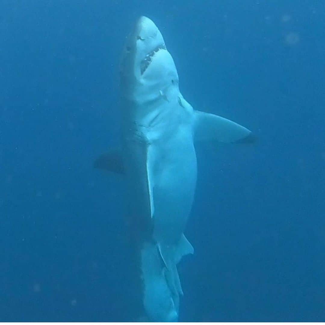 WildLifeさんのインスタグラム写真 - (WildLifeInstagram)「😍WIN A TRIP TO GO SHARK CAGE DIVING IN AUSTRALIA with @calypsostarcharters! flights and accommodation included, To WIN:  1.GO Follow: @discoversharkstours and also follow every account they are following (it only takes 20 seconds to follow all 24 accounts)  2. Like this post  3. Tag a friend (1 tag = 1 entry, enter as many times as you wish). 4. (Bonus) Share this post on your IG Story for an additional entry!  The winner will be chosen randomly ‪on July 25th 2020 & announced on @discoversharkstours account.  Please Note: This sweepstake is in no way sponsored, administered, or associated with Instagram, PayPal, TransferWise, or any Brands in the contest images. By entering, entrants confirm they are 18+ years of age, release Instagram of responsibility, and agree to Instagram's term of use. ( 📷 @calypsostarcharters ) #greatwhitesharks #greatwhiteshark #cagediving」6月27日 6時37分 - wildlifepage