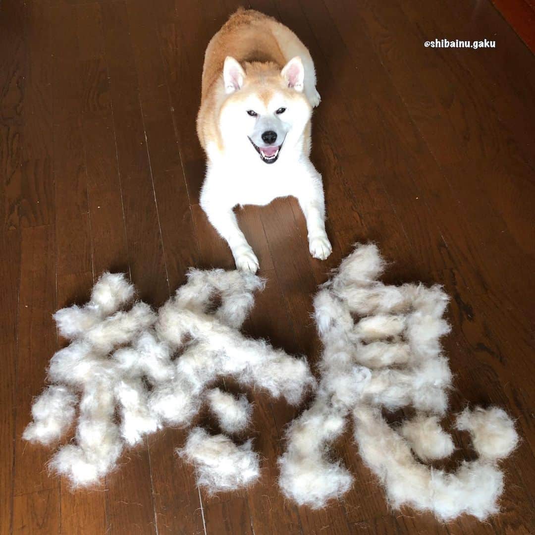 のインスタグラム：「岳の換毛期➰🐕 *  昨年よりは(去年は8月上旬)少し早いけど、それでも例年よりひと月以上遅い🥵 *  年末に季節外れの換毛期が来たせい⁇か、全く抜ける気配がなく、散歩が終わってもしばらくハァハァ呼吸が荒いし大変だったけど、これでや~っと楽になれるねー😌 *  この時期、岳が動く度に狭い家が抜け毛だらけになるけど、毎年の事だし、ママは朝昼晩のブラッシングとお掃除🧹頑張るね〰️💪 *  そんな訳で、今年の抜け毛アート⁉︎は、岳の願いを込めて「終息」ﾃﾞｽ‼︎ *  もちろん「新型コロナウィルス」の終息ですょ〜👍 *  散歩する人は特にそう思っていると思います😤 *  マスク😷してると口元の体感温度が3℃違うらしいですからね~😢 *  どうか岳の願いが叶いますように🙏 *  3枚目の写真は、この時期抜けたもの😅 こんなのまだ序の口ﾃﾞｽ💦 まだこの倍は抜けるでしょう😱 *  動画は後ほど🎥 🐾----*----*----*----🐾 The Gaku hair replacement period has begun🐕 With the loss of Gaku hair, I drew the word "End" in Kanji in hopes of ending the new coronavirus‼︎ May Gaku's wish come true🙏 🐾----*----*----*----🐾 #柴犬 #岳 #柴犬岳 #柴犬ガク#gaku #shibainugaku #shiba #shibainu #shibastagram #pecoいぬ部 #ペコいぬ部  #pecotv #いぬすたぐらむ #ふわもこ部 #ワンフルエンサー  #dogsofinstagram #Hermoso #weeklyfluff #🐕📷 #換毛期 #sheddingseason #岳の願い  #終息  #コロナ終息 #end #endofcorona #抜け毛アート #20200627」