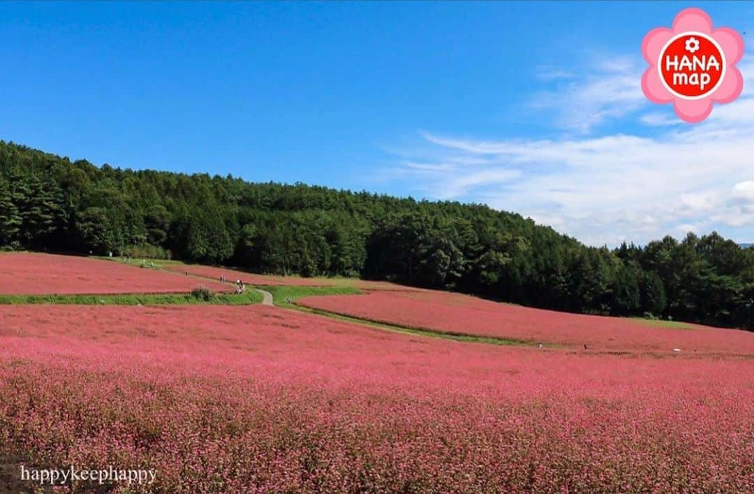 はなまっぷ❁日本の花風景さんのインスタグラム写真 - (はなまっぷ❁日本の花風景Instagram)「はなまっぷ🌸心に残る花風景 * @happykeephappy さんの  心に残る花風景に花まるを💮 * 人々の心にも花が咲く日本の美しい花風景をありがとうございます😊🌸 * 長野　#赤そばの里 Mtinowa, Nagano Pref. * 🌼ソバの言葉📝🌼 懐かしい思い出、喜びと悲しみ * ※〜6/30まで、春夏秋冬季節を問わず、みなさんの心に残る素敵な花風景をご紹介させていただいています。見頃や開園状況は各施設のHP等をご確認ください。 * 🌸•••🌸•••🌸•••🌸•••🌸•••🌸 * みなさんがこれまでに撮影された花風景の中から、 ✨1番✨心に残っているお写真に、 * #はなまっぷ #心に残る花風景 * の2つのタグを記載して、 ご参加いただけると嬉しいです。 既に投稿済みのものに追記も可。 （募集期間6月30日(火)まで） * たくさんのご参加お待ちしています😊 * #日本の美しい花風景#心に残る花風景#花#花言葉#風景#ソバ#蕎麦」6月27日 7時27分 - hanamap