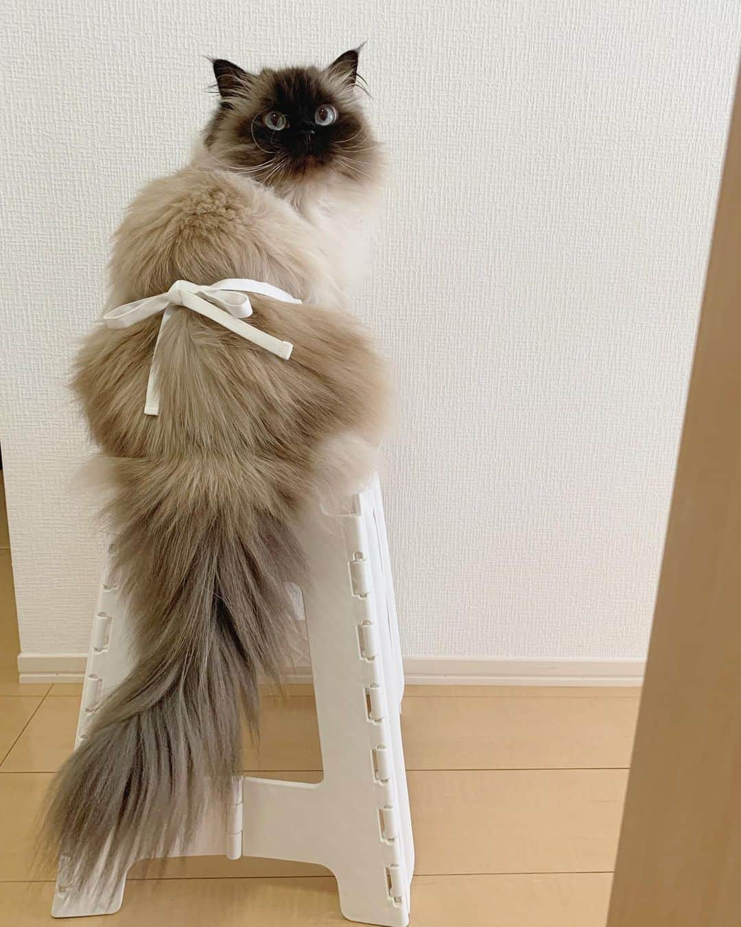 plumeのインスタグラム