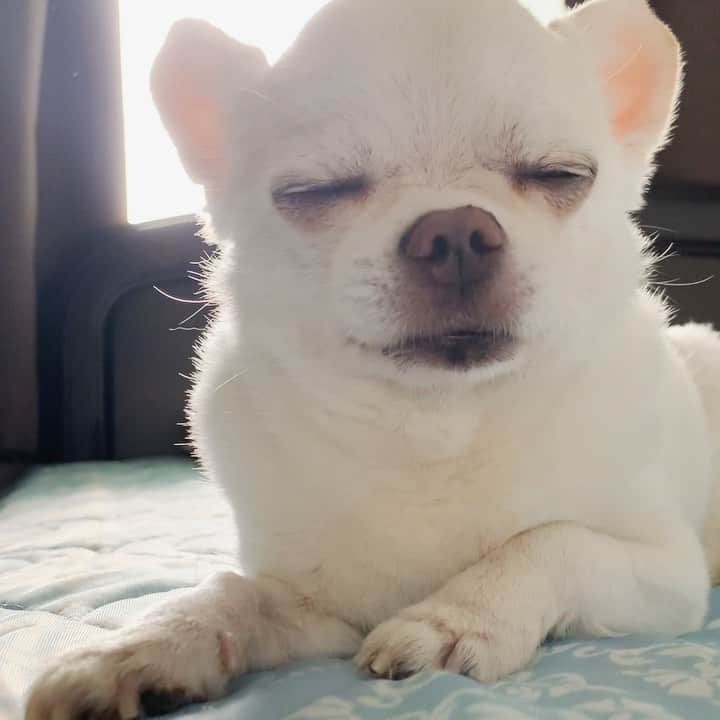 KORIKIのインスタグラム：「おはようございます♪ * #dogofsapporo #dog, #dogs, #dogstagram,#chihuahua,#犬バカ部,#チワワ,#koriki, #hanadog #白スムチ連合会, #スムチー,  #dogofthedayjp, #dogoftheday  #ilovemydog #instadog #instapet #WhiteChihuahua  #吉娃娃 #치와와  #dogsofinstagram #Chihuahualover  #ชิวาวา #チワワの輪 #barkbox #WhiteChihuahuaParty #もふもふモフモフ」
