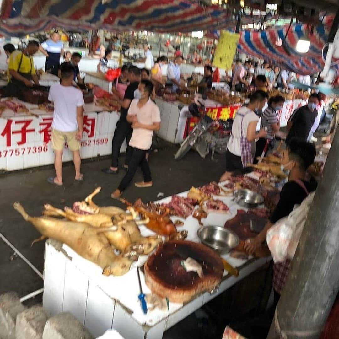 ティモシー・サイクスさんのインスタグラム写真 - (ティモシー・サイクスInstagram)「⚠️WARNING: GRAPHIC CONTENT⚠️ Repost from @karmagawa The dog meat trade is sadly back on display in the annual Yulin Dog Meat Festival in China and across all of Asia in countries like Vietnam, Cambodia, Laos & South Korea as people mistakenly believe dog meat has certain healing benefits despite these poor animals having NO MEDICINAL PROPERTIES WHATSOEVER so we must make everyone aware about this before anymore innocent dog suffer and get killed! Let’s use our social media platforms to correct the assumptions and make this go viral to get the media to cover this RIGHT NOW BECAUSE THE WORLD MUST NOT ALLOW THIS ANIMAL CRUELTY TO CONTINUE…ENOUGH IS ENOUGH! These innocent animals don’t deserve to be treated like this so please help us get the word out and share this with your followers and tag people, celebrities, influencers and news media who need to see this so we can stop this animal cruelty once and for all! #endanimalcruelty #savethedogs #karmagawa」6月27日 8時20分 - timothysykes