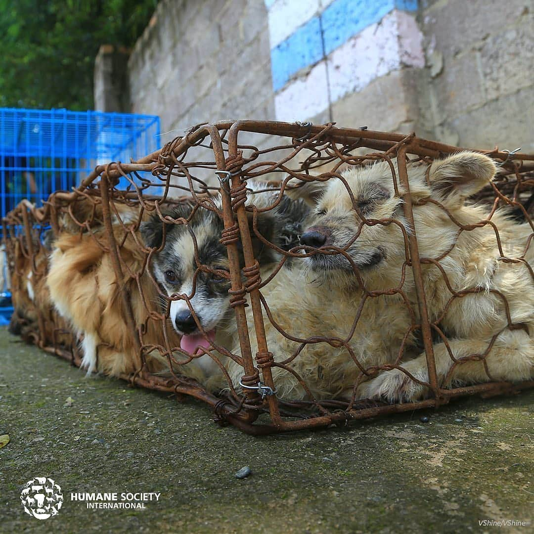 ティモシー・サイクスさんのインスタグラム写真 - (ティモシー・サイクスInstagram)「⚠️WARNING: GRAPHIC CONTENT⚠️ Repost from @karmagawa The dog meat trade is sadly back on display in the annual Yulin Dog Meat Festival in China and across all of Asia in countries like Vietnam, Cambodia, Laos & South Korea as people mistakenly believe dog meat has certain healing benefits despite these poor animals having NO MEDICINAL PROPERTIES WHATSOEVER so we must make everyone aware about this before anymore innocent dog suffer and get killed! Let’s use our social media platforms to correct the assumptions and make this go viral to get the media to cover this RIGHT NOW BECAUSE THE WORLD MUST NOT ALLOW THIS ANIMAL CRUELTY TO CONTINUE…ENOUGH IS ENOUGH! These innocent animals don’t deserve to be treated like this so please help us get the word out and share this with your followers and tag people, celebrities, influencers and news media who need to see this so we can stop this animal cruelty once and for all! #endanimalcruelty #savethedogs #karmagawa」6月27日 8時20分 - timothysykes