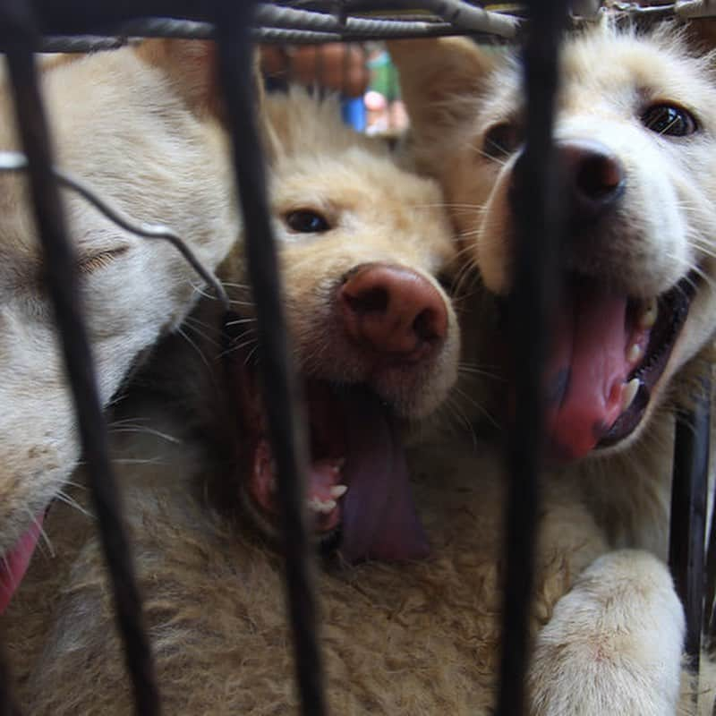 ティモシー・サイクスさんのインスタグラム写真 - (ティモシー・サイクスInstagram)「⚠️WARNING: GRAPHIC CONTENT⚠️ Repost from @karmagawa The dog meat trade is sadly back on display in the annual Yulin Dog Meat Festival in China and across all of Asia in countries like Vietnam, Cambodia, Laos & South Korea as people mistakenly believe dog meat has certain healing benefits despite these poor animals having NO MEDICINAL PROPERTIES WHATSOEVER so we must make everyone aware about this before anymore innocent dog suffer and get killed! Let’s use our social media platforms to correct the assumptions and make this go viral to get the media to cover this RIGHT NOW BECAUSE THE WORLD MUST NOT ALLOW THIS ANIMAL CRUELTY TO CONTINUE…ENOUGH IS ENOUGH! These innocent animals don’t deserve to be treated like this so please help us get the word out and share this with your followers and tag people, celebrities, influencers and news media who need to see this so we can stop this animal cruelty once and for all! #endanimalcruelty #savethedogs #karmagawa」6月27日 8時20分 - timothysykes