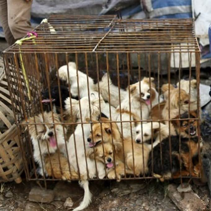 ティモシー・サイクスさんのインスタグラム写真 - (ティモシー・サイクスInstagram)「⚠️WARNING: GRAPHIC CONTENT⚠️ Repost from @karmagawa The dog meat trade is sadly back on display in the annual Yulin Dog Meat Festival in China and across all of Asia in countries like Vietnam, Cambodia, Laos & South Korea as people mistakenly believe dog meat has certain healing benefits despite these poor animals having NO MEDICINAL PROPERTIES WHATSOEVER so we must make everyone aware about this before anymore innocent dog suffer and get killed! Let’s use our social media platforms to correct the assumptions and make this go viral to get the media to cover this RIGHT NOW BECAUSE THE WORLD MUST NOT ALLOW THIS ANIMAL CRUELTY TO CONTINUE…ENOUGH IS ENOUGH! These innocent animals don’t deserve to be treated like this so please help us get the word out and share this with your followers and tag people, celebrities, influencers and news media who need to see this so we can stop this animal cruelty once and for all! #endanimalcruelty #savethedogs #karmagawa」6月27日 8時20分 - timothysykes