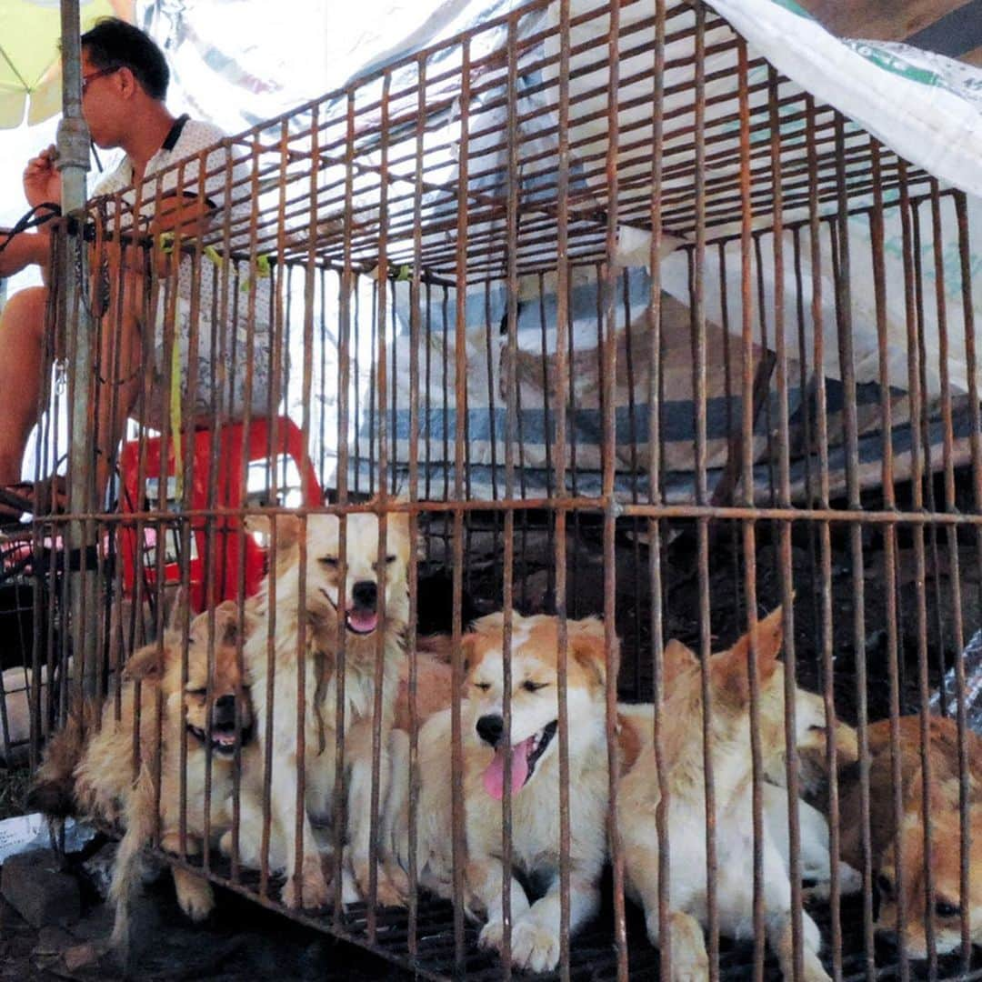 ティモシー・サイクスさんのインスタグラム写真 - (ティモシー・サイクスInstagram)「⚠️WARNING: GRAPHIC CONTENT⚠️ Repost from @karmagawa The dog meat trade is sadly back on display in the annual Yulin Dog Meat Festival in China and across all of Asia in countries like Vietnam, Cambodia, Laos & South Korea as people mistakenly believe dog meat has certain healing benefits despite these poor animals having NO MEDICINAL PROPERTIES WHATSOEVER so we must make everyone aware about this before anymore innocent dog suffer and get killed! Let’s use our social media platforms to correct the assumptions and make this go viral to get the media to cover this RIGHT NOW BECAUSE THE WORLD MUST NOT ALLOW THIS ANIMAL CRUELTY TO CONTINUE…ENOUGH IS ENOUGH! These innocent animals don’t deserve to be treated like this so please help us get the word out and share this with your followers and tag people, celebrities, influencers and news media who need to see this so we can stop this animal cruelty once and for all! #endanimalcruelty #savethedogs #karmagawa」6月27日 8時20分 - timothysykes