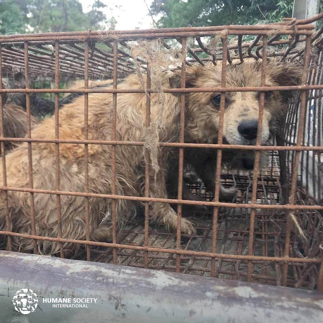 ティモシー・サイクスさんのインスタグラム写真 - (ティモシー・サイクスInstagram)「⚠️WARNING: GRAPHIC CONTENT⚠️ Repost from @karmagawa The dog meat trade is sadly back on display in the annual Yulin Dog Meat Festival in China and across all of Asia in countries like Vietnam, Cambodia, Laos & South Korea as people mistakenly believe dog meat has certain healing benefits despite these poor animals having NO MEDICINAL PROPERTIES WHATSOEVER so we must make everyone aware about this before anymore innocent dog suffer and get killed! Let’s use our social media platforms to correct the assumptions and make this go viral to get the media to cover this RIGHT NOW BECAUSE THE WORLD MUST NOT ALLOW THIS ANIMAL CRUELTY TO CONTINUE…ENOUGH IS ENOUGH! These innocent animals don’t deserve to be treated like this so please help us get the word out and share this with your followers and tag people, celebrities, influencers and news media who need to see this so we can stop this animal cruelty once and for all! #endanimalcruelty #savethedogs #karmagawa」6月27日 8時20分 - timothysykes