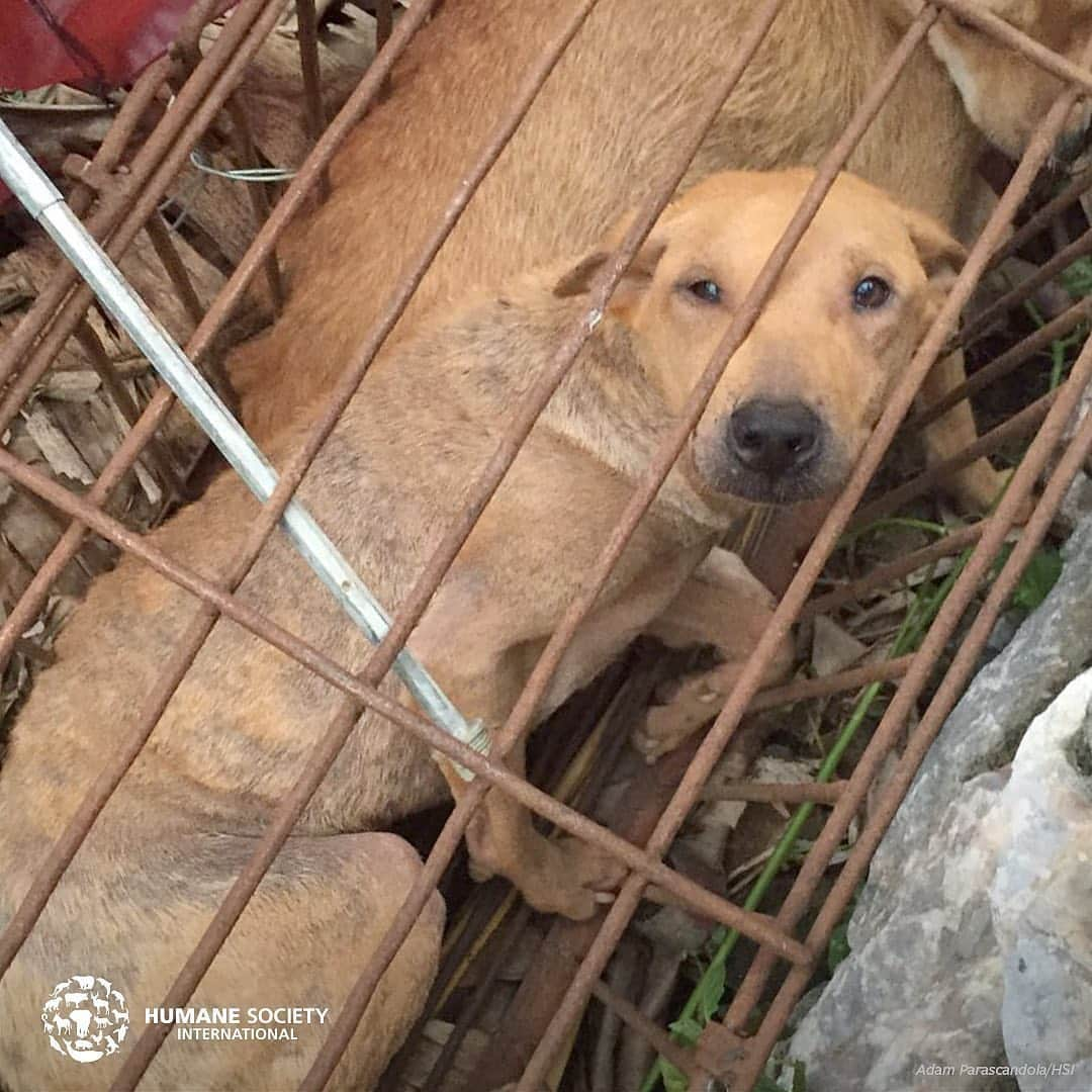 ティモシー・サイクスさんのインスタグラム写真 - (ティモシー・サイクスInstagram)「⚠️WARNING: GRAPHIC CONTENT⚠️ Repost from @karmagawa The dog meat trade is sadly back on display in the annual Yulin Dog Meat Festival in China and across all of Asia in countries like Vietnam, Cambodia, Laos & South Korea as people mistakenly believe dog meat has certain healing benefits despite these poor animals having NO MEDICINAL PROPERTIES WHATSOEVER so we must make everyone aware about this before anymore innocent dog suffer and get killed! Let’s use our social media platforms to correct the assumptions and make this go viral to get the media to cover this RIGHT NOW BECAUSE THE WORLD MUST NOT ALLOW THIS ANIMAL CRUELTY TO CONTINUE…ENOUGH IS ENOUGH! These innocent animals don’t deserve to be treated like this so please help us get the word out and share this with your followers and tag people, celebrities, influencers and news media who need to see this so we can stop this animal cruelty once and for all! #endanimalcruelty #savethedogs #karmagawa」6月27日 8時20分 - timothysykes