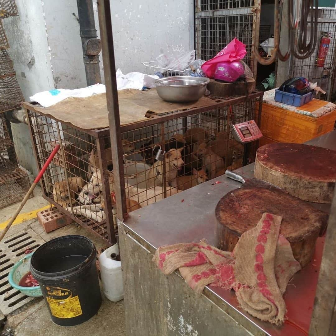 ティモシー・サイクスさんのインスタグラム写真 - (ティモシー・サイクスInstagram)「⚠️WARNING: GRAPHIC CONTENT⚠️ Repost from @karmagawa The dog meat trade is sadly back on display in the annual Yulin Dog Meat Festival in China and across all of Asia in countries like Vietnam, Cambodia, Laos & South Korea as people mistakenly believe dog meat has certain healing benefits despite these poor animals having NO MEDICINAL PROPERTIES WHATSOEVER so we must make everyone aware about this before anymore innocent dog suffer and get killed! Let’s use our social media platforms to correct the assumptions and make this go viral to get the media to cover this RIGHT NOW BECAUSE THE WORLD MUST NOT ALLOW THIS ANIMAL CRUELTY TO CONTINUE…ENOUGH IS ENOUGH! These innocent animals don’t deserve to be treated like this so please help us get the word out and share this with your followers and tag people, celebrities, influencers and news media who need to see this so we can stop this animal cruelty once and for all! #endanimalcruelty #savethedogs #karmagawa」6月27日 8時20分 - timothysykes