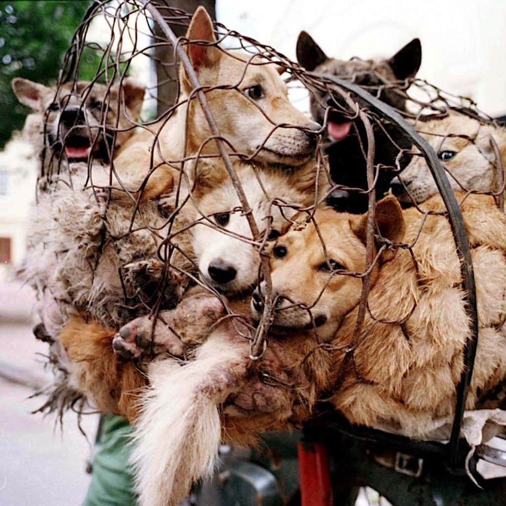 ティモシー・サイクスのインスタグラム：「⚠️WARNING: GRAPHIC CONTENT⚠️ Repost from @karmagawa The dog meat trade is sadly back on display in the annual Yulin Dog Meat Festival in China and across all of Asia in countries like Vietnam, Cambodia, Laos & South Korea as people mistakenly believe dog meat has certain healing benefits despite these poor animals having NO MEDICINAL PROPERTIES WHATSOEVER so we must make everyone aware about this before anymore innocent dog suffer and get killed! Let’s use our social media platforms to correct the assumptions and make this go viral to get the media to cover this RIGHT NOW BECAUSE THE WORLD MUST NOT ALLOW THIS ANIMAL CRUELTY TO CONTINUE…ENOUGH IS ENOUGH! These innocent animals don’t deserve to be treated like this so please help us get the word out and share this with your followers and tag people, celebrities, influencers and news media who need to see this so we can stop this animal cruelty once and for all! #endanimalcruelty #savethedogs #karmagawa」