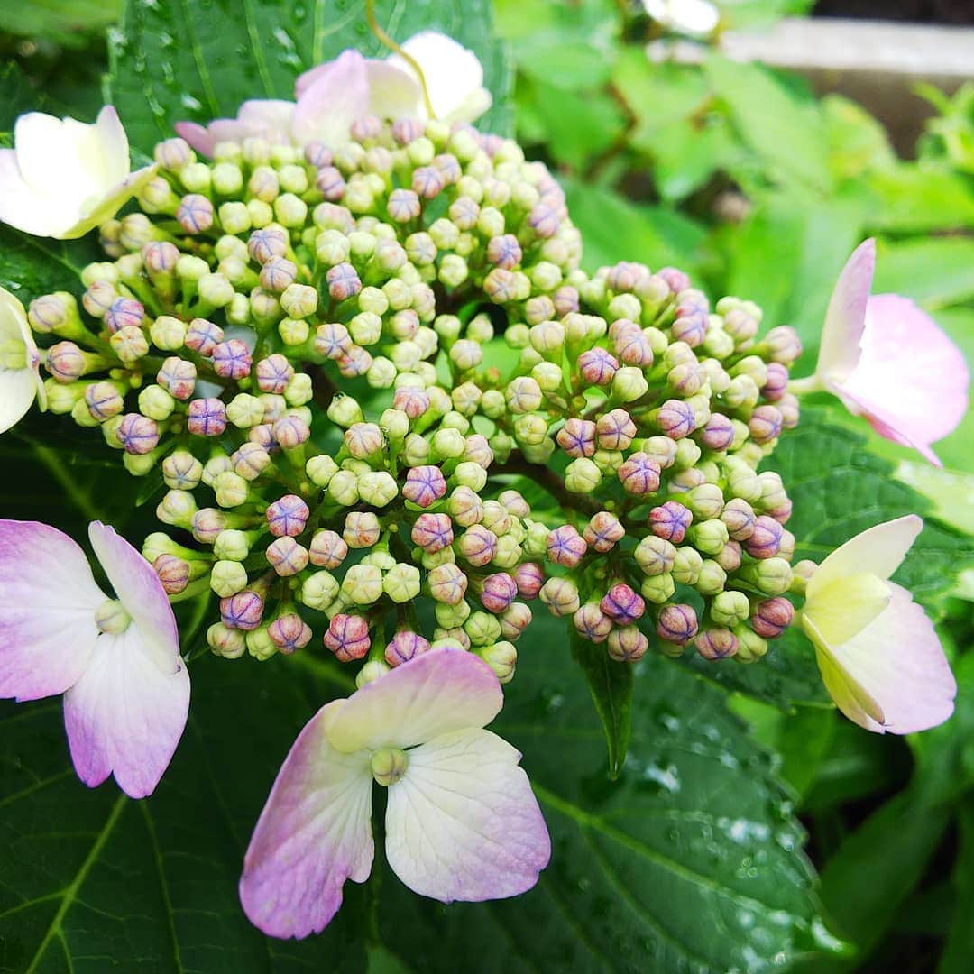 みながわゆみさんのインスタグラム写真 - (みながわゆみInstagram)「#あじさい #紫陽花 #アジサイ #額アジサイ #額紫陽花 #額あじさい #我が家の紫陽花 #かわいい #きれい #はなまっぷ #花まっぷ #花の写真 #花写真 #花撮り #花好きな人 #花好きな人と繋がりたい #写真好き #写真好きな人と繋がりたい」6月27日 8時23分 - nama.09.19