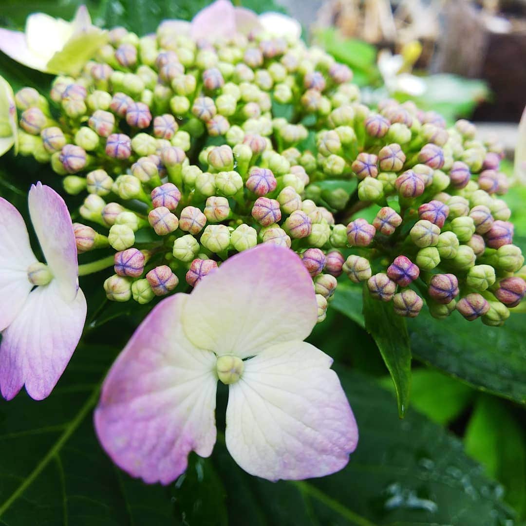 みながわゆみさんのインスタグラム写真 - (みながわゆみInstagram)「#あじさい #紫陽花 #アジサイ #額アジサイ #額紫陽花 #額あじさい #我が家の紫陽花 #かわいい #きれい #はなまっぷ #花まっぷ #花の写真 #花写真 #花撮り #花好きな人 #花好きな人と繋がりたい #写真好き #写真好きな人と繋がりたい」6月27日 8時23分 - nama.09.19